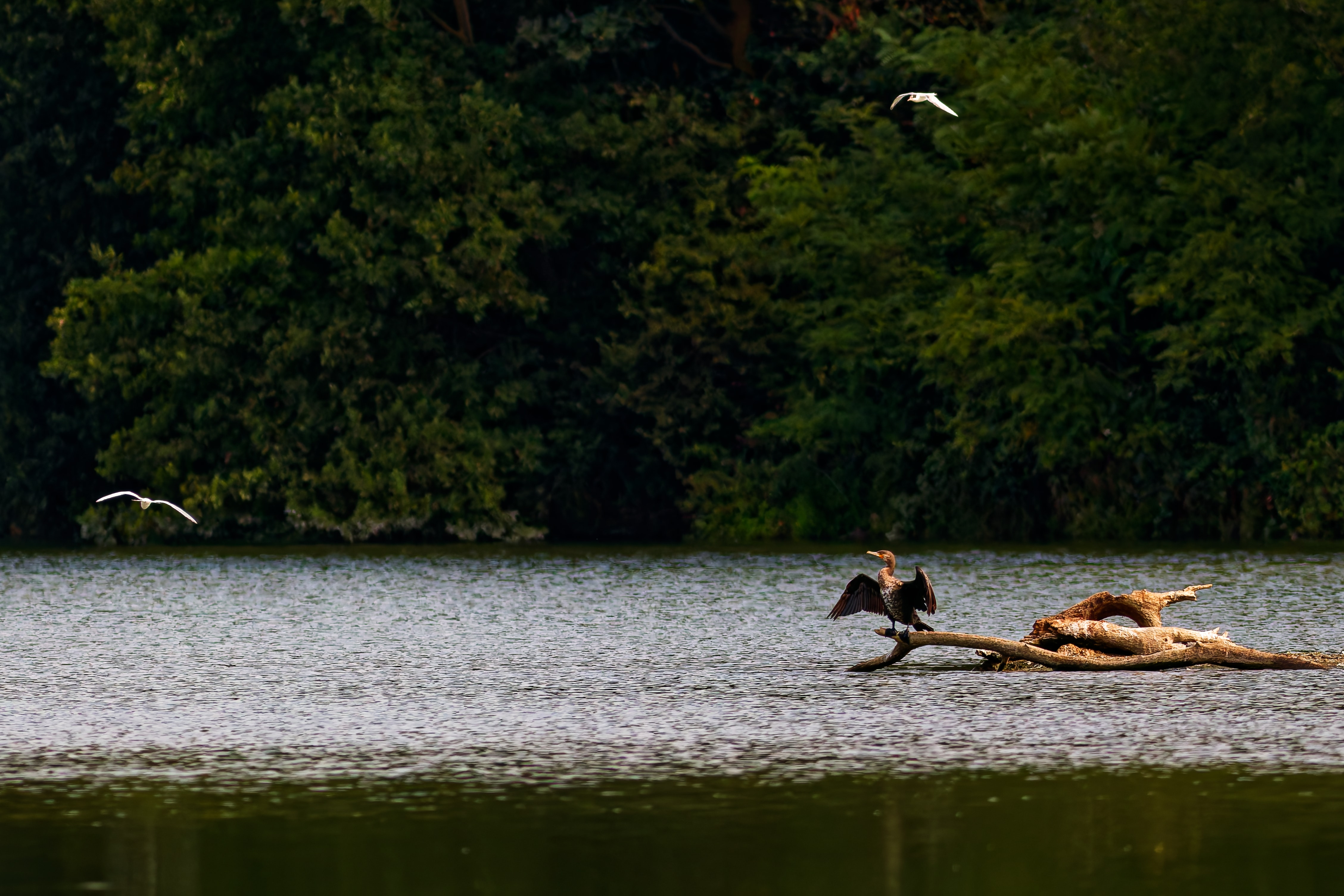Cormorano (Phalacrocorax carbo)