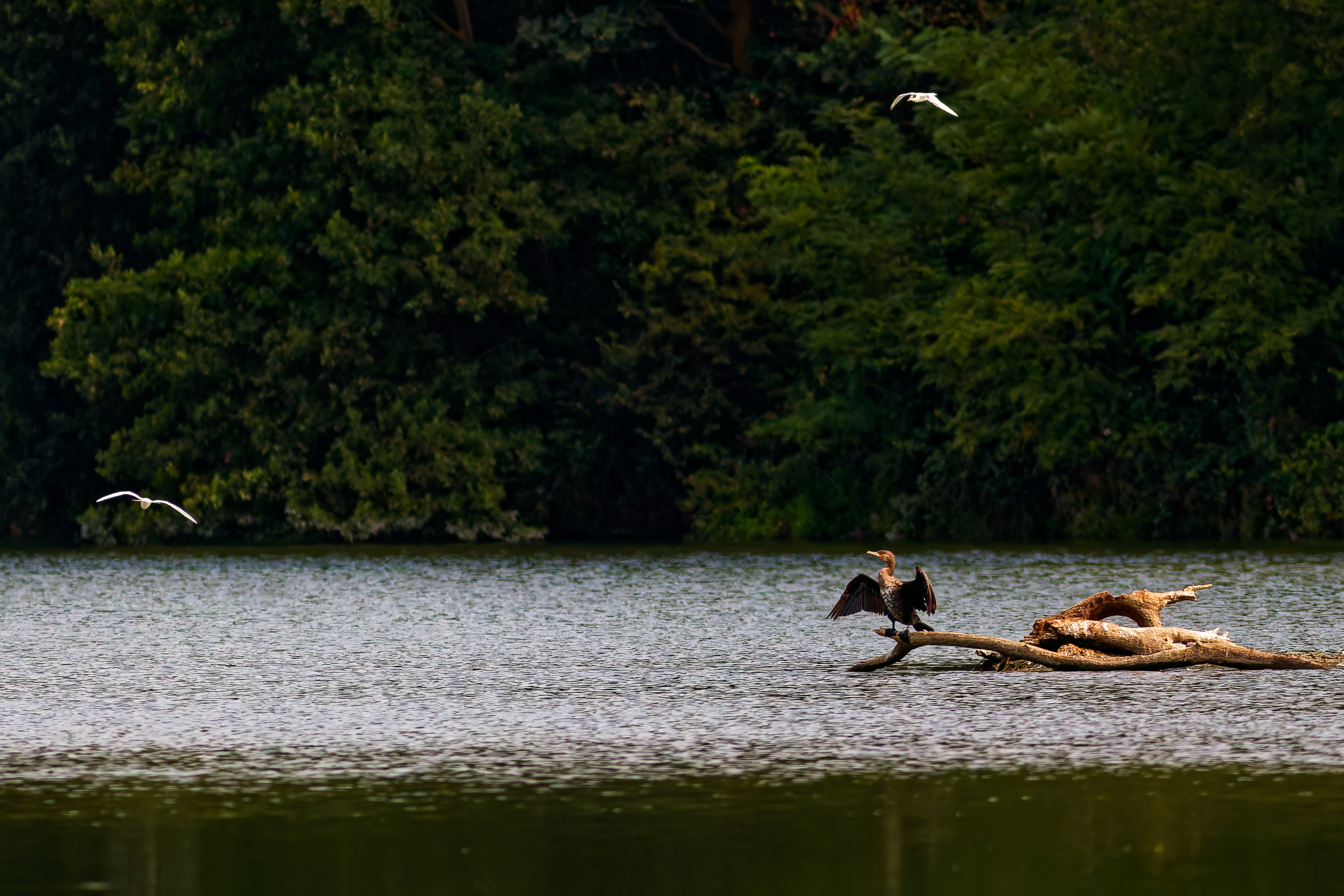 Cormorano (Phalacrocorax carbo)