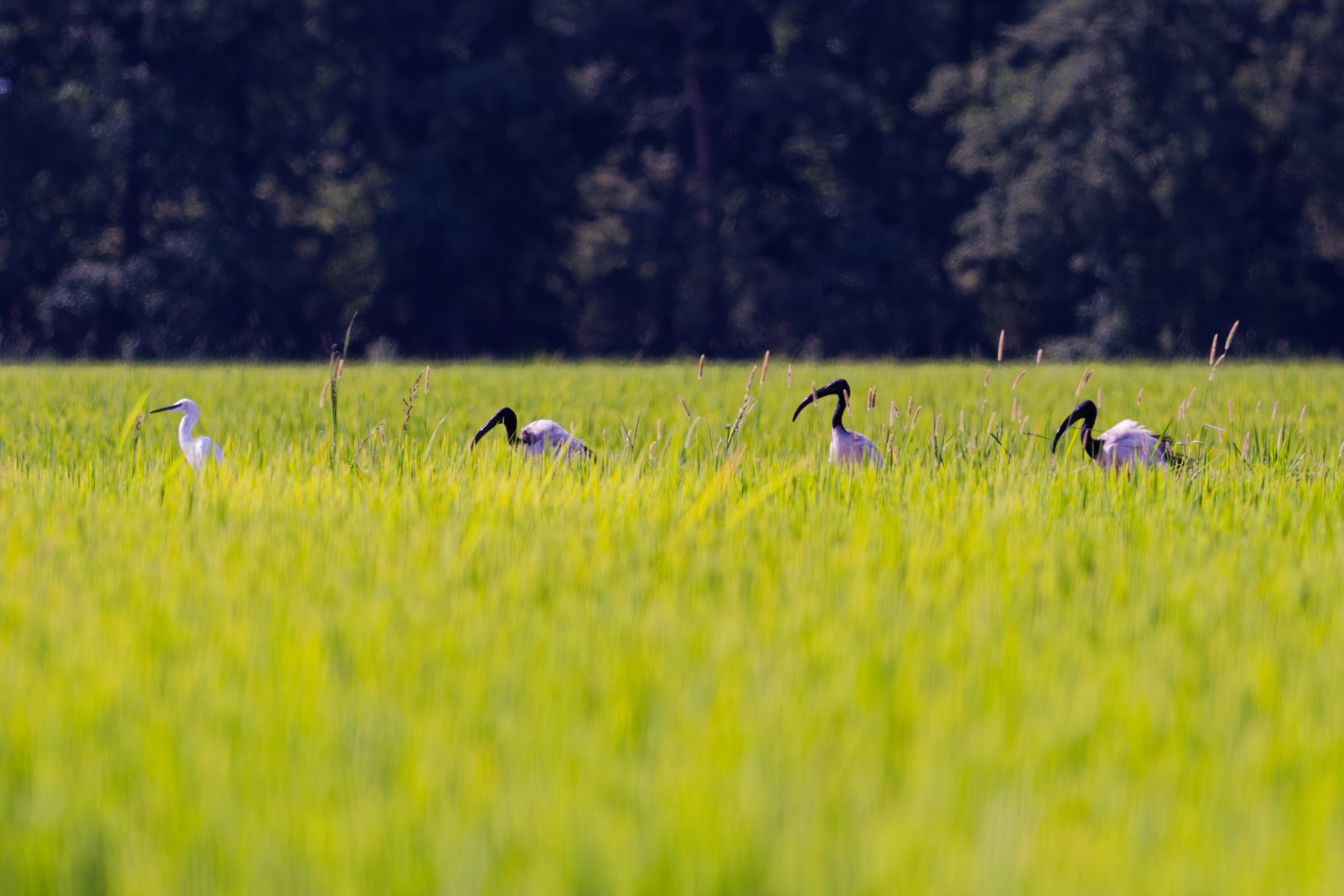 Little Egret and Sacred Ibis (Egretta garzetta · Threskiornis aethiopicus)