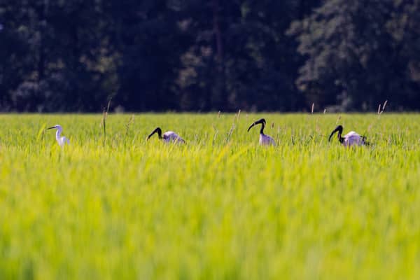 Garzetta e Ibis Sacro (Egretta garzetta · Threskiornis aethiopicus)