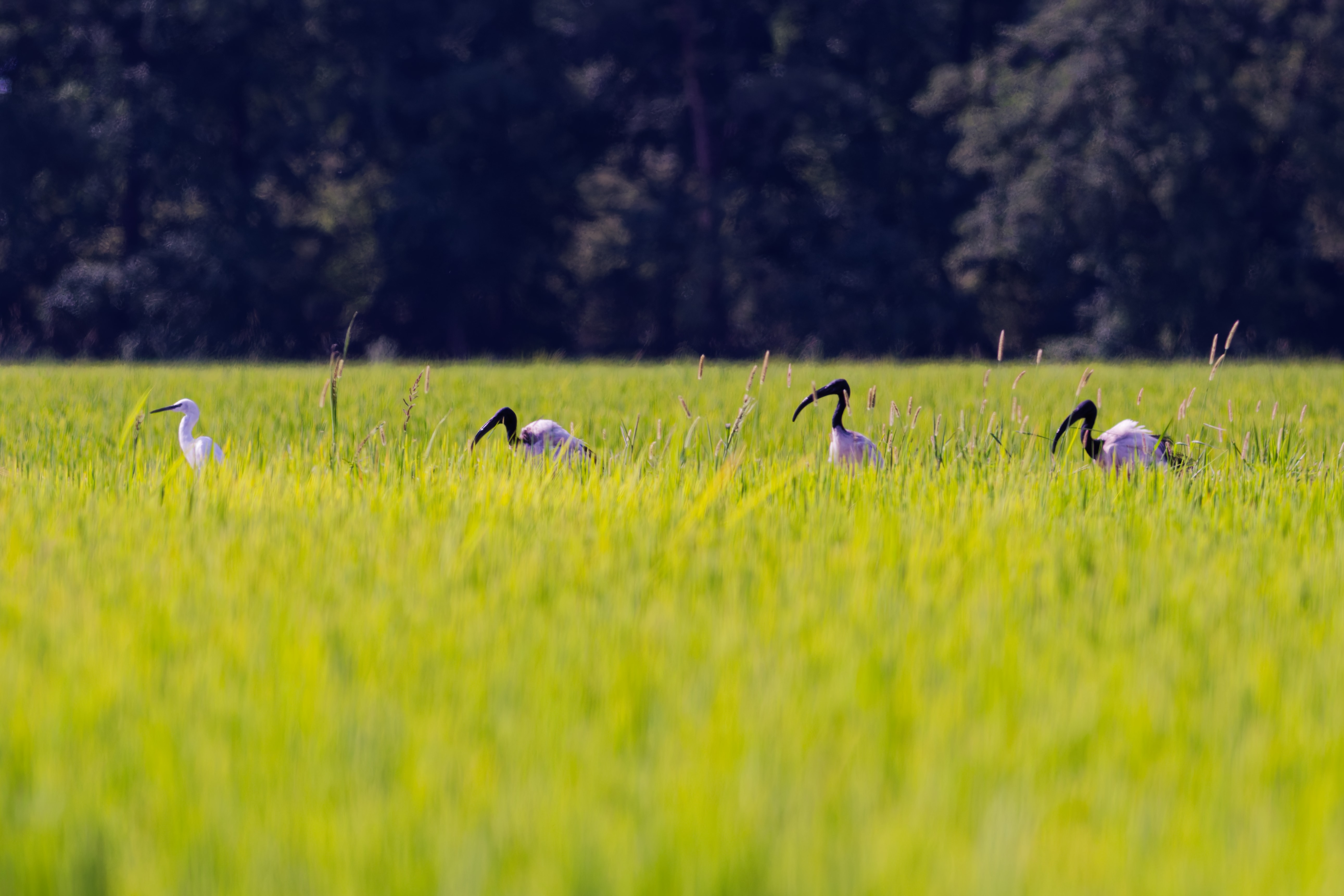 Garzetta e Ibis Sacro (Egretta garzetta · Threskiornis aethiopicus)