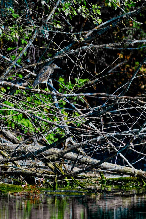 A Young Night Heron (Nycticorax nycticorax)