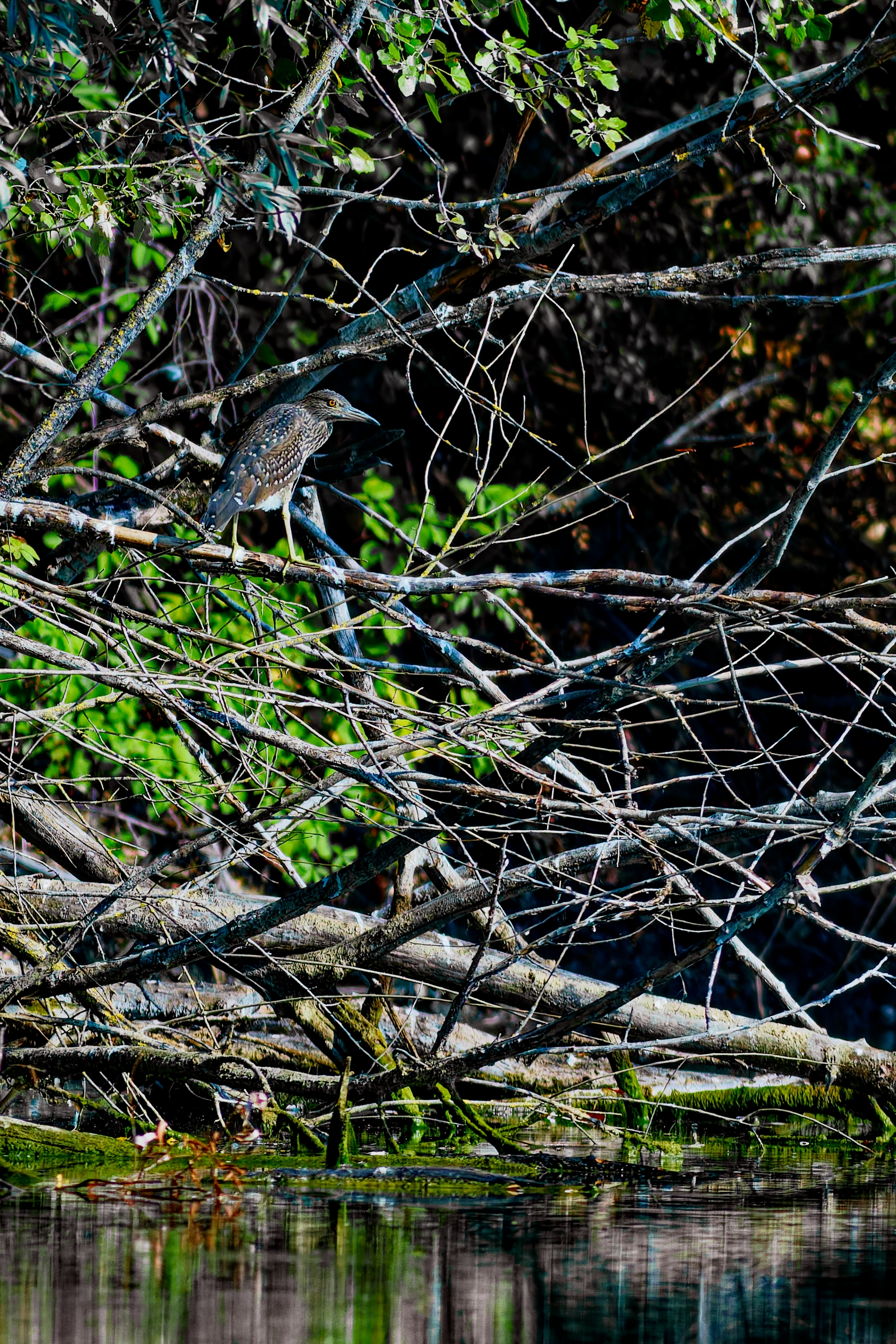 Giovane Nitticora (Nycticorax nycticorax)