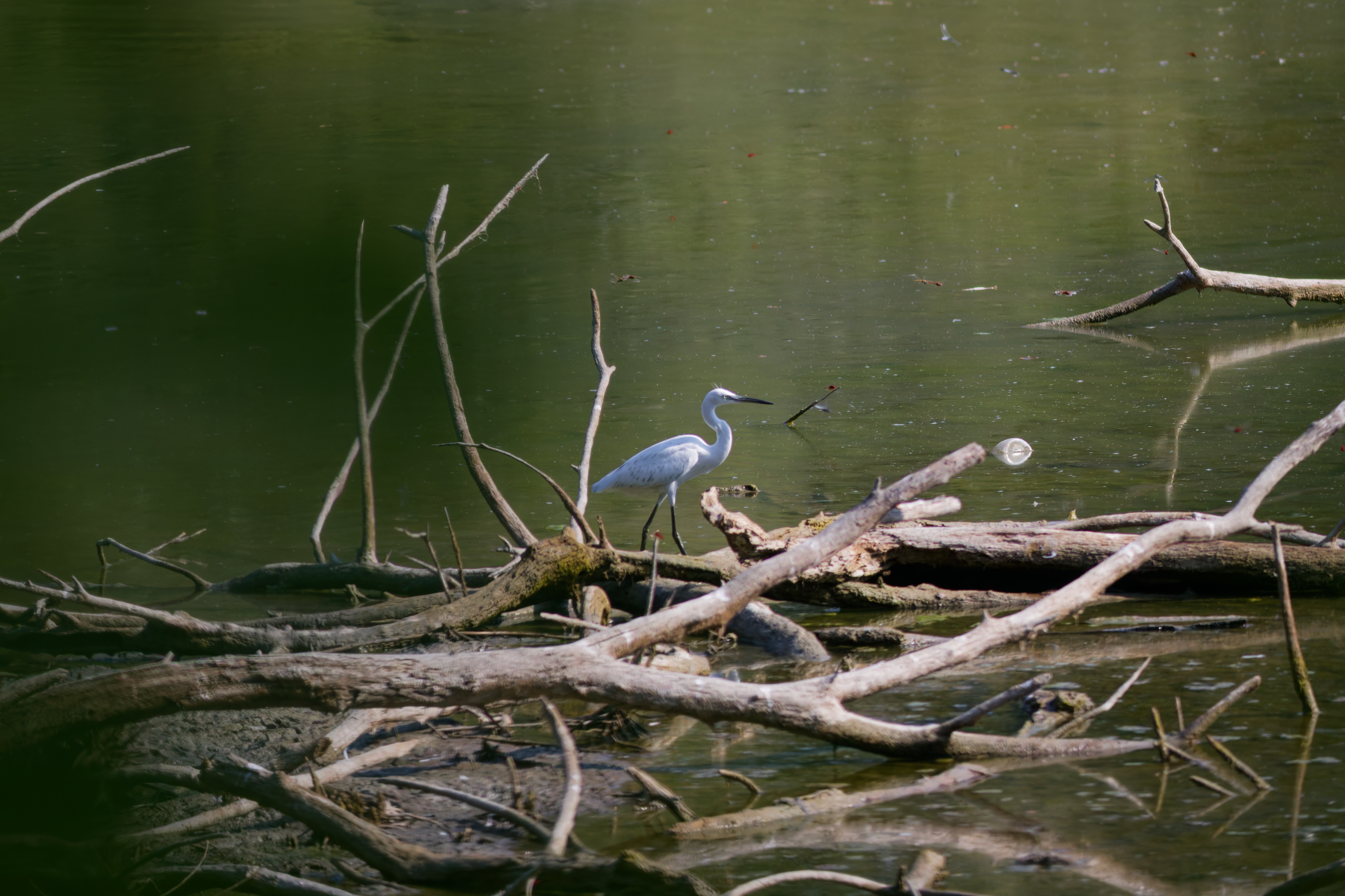 Little Egret (Egretta garzetta)