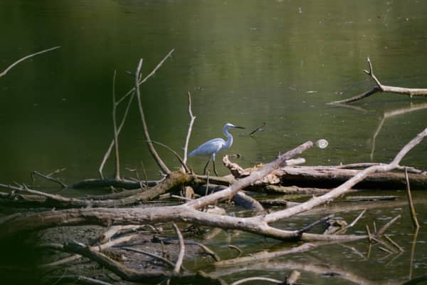 Garzetta (Egretta garzetta)