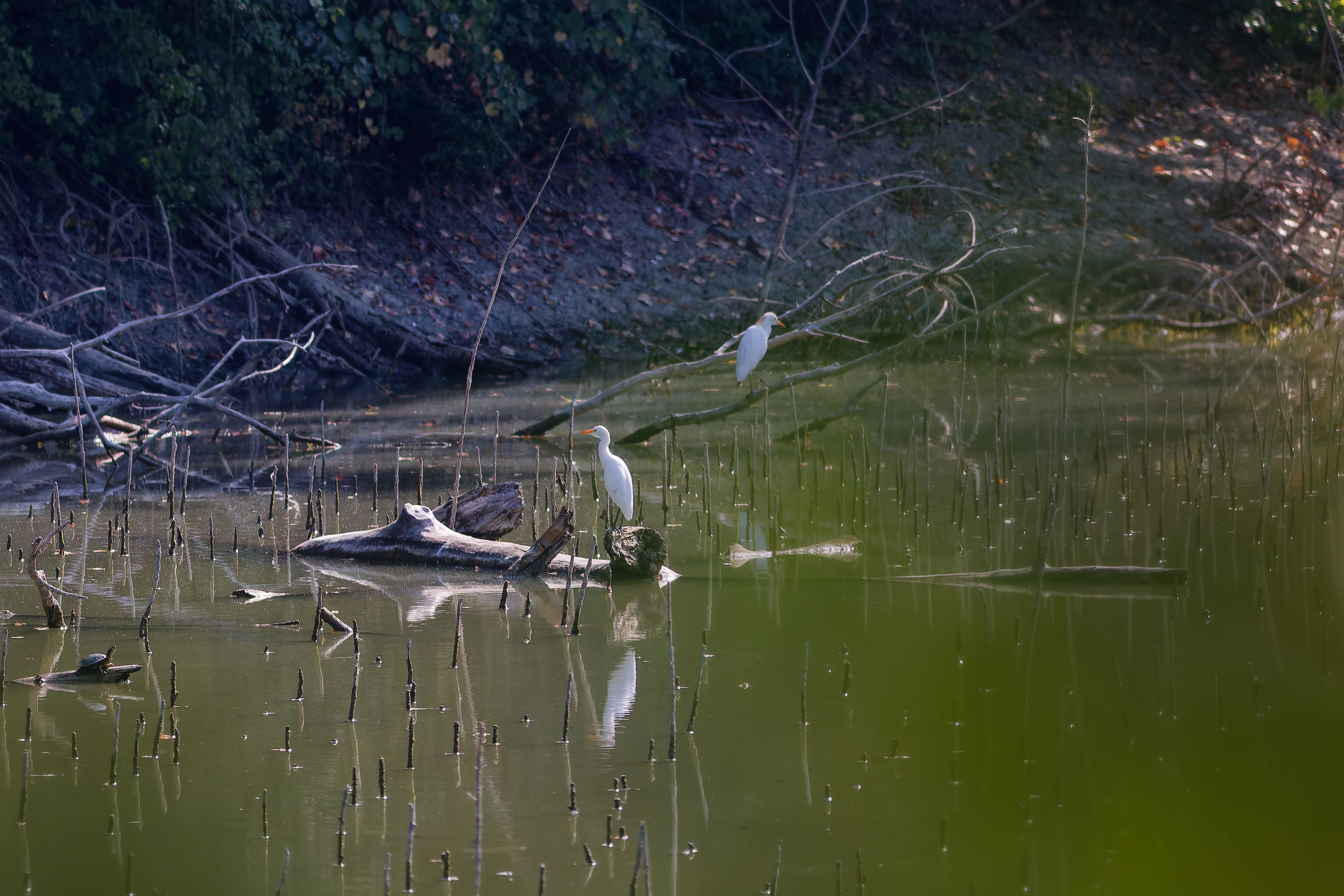 Aironi Guardabuoi (Bubulcus ibis)