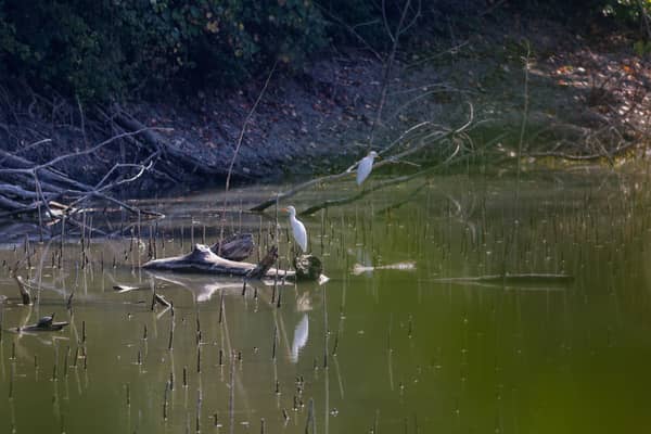 Aironi Guardabuoi (Bubulcus ibis)