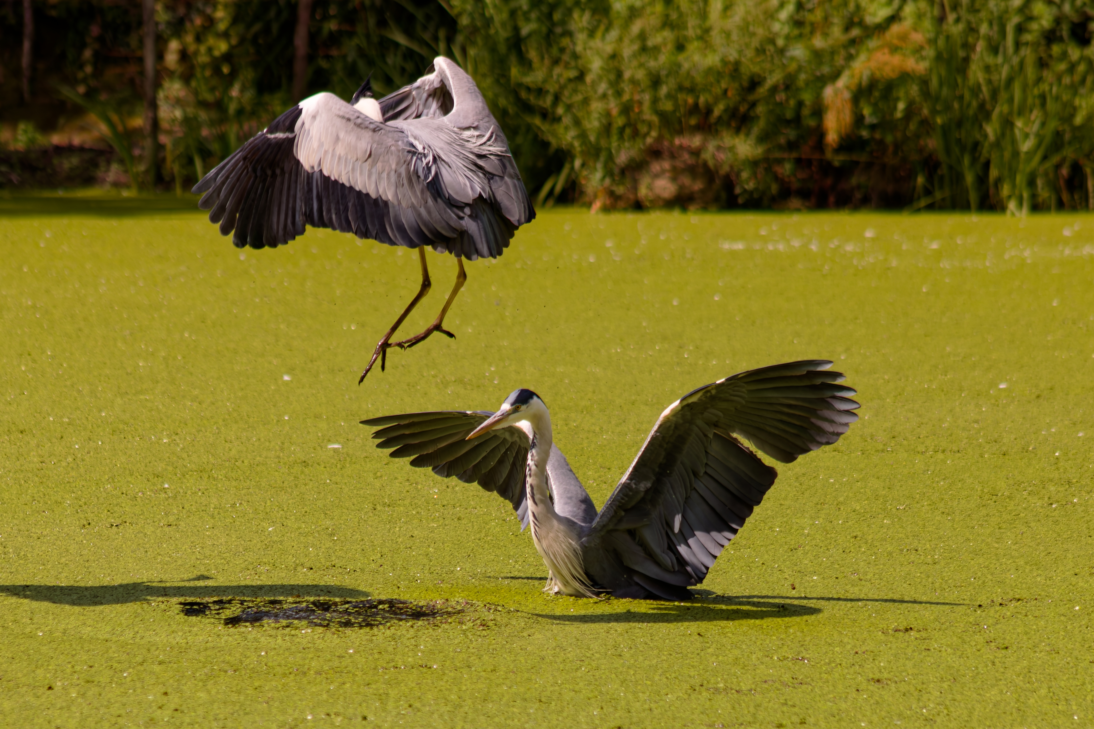 Aironi Cenerini (Ardea cinerea)