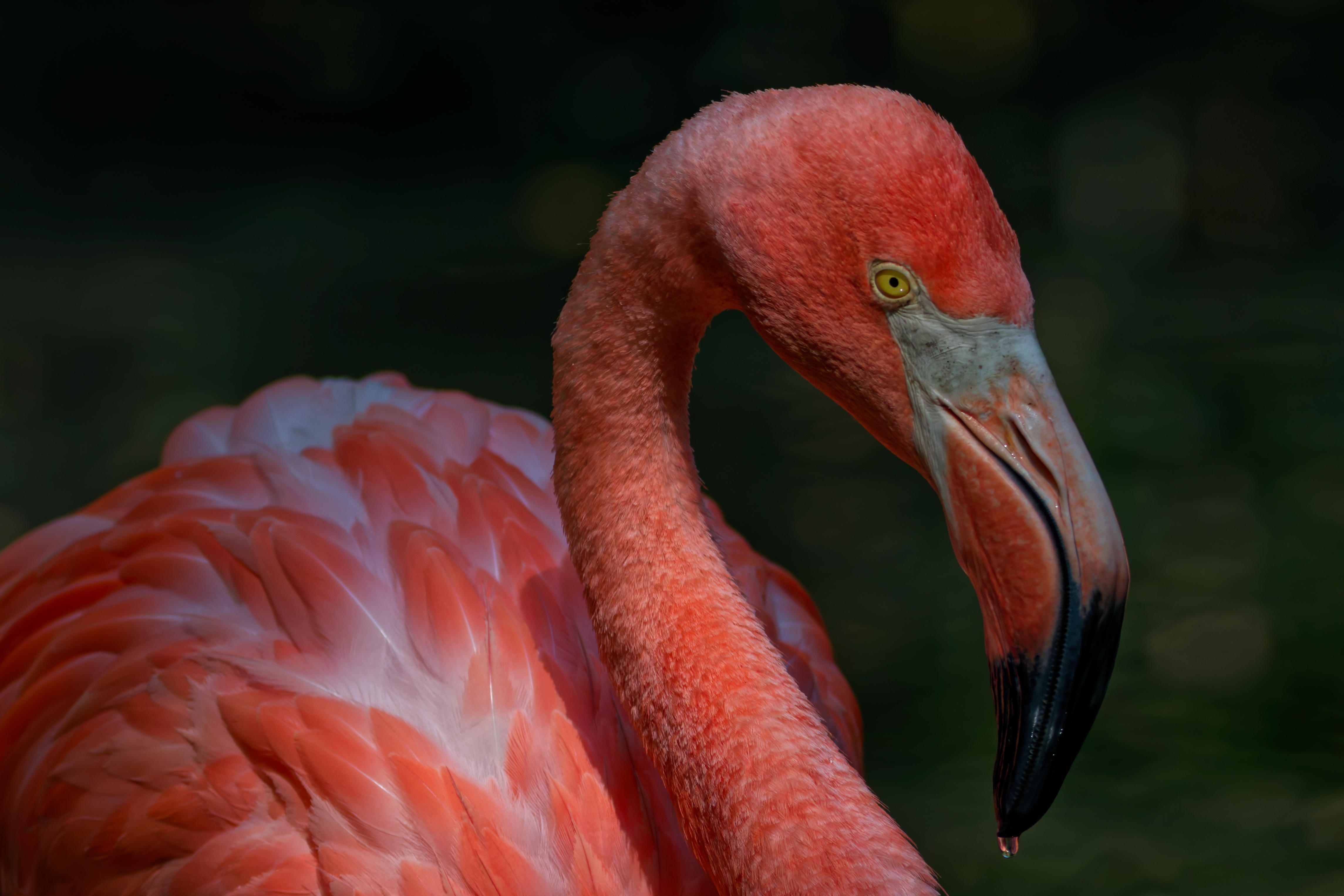 Fenicottero Rosso (Phoenicopterus ruber)