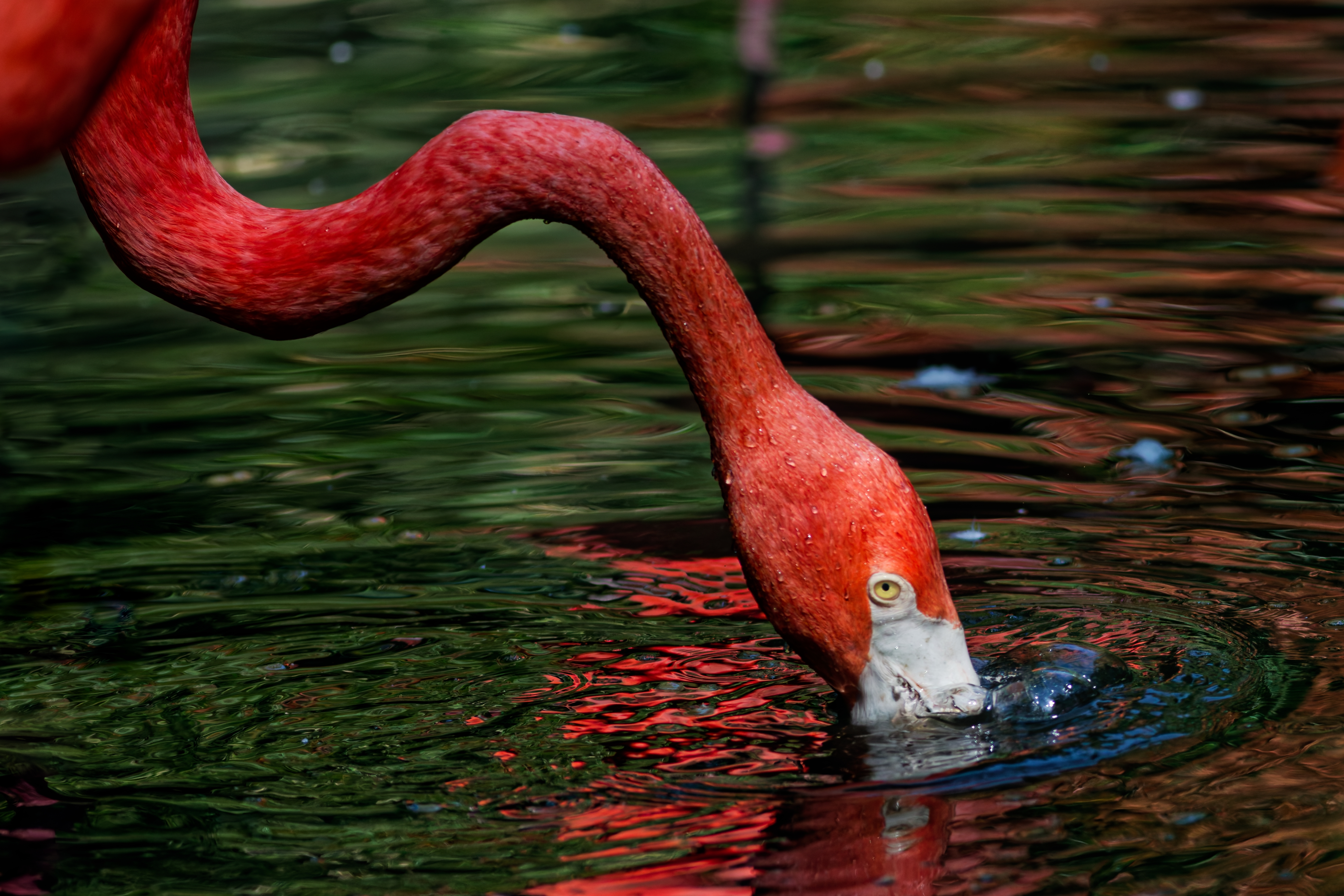 Fenicottero Rosso (Phoenicopterus ruber)