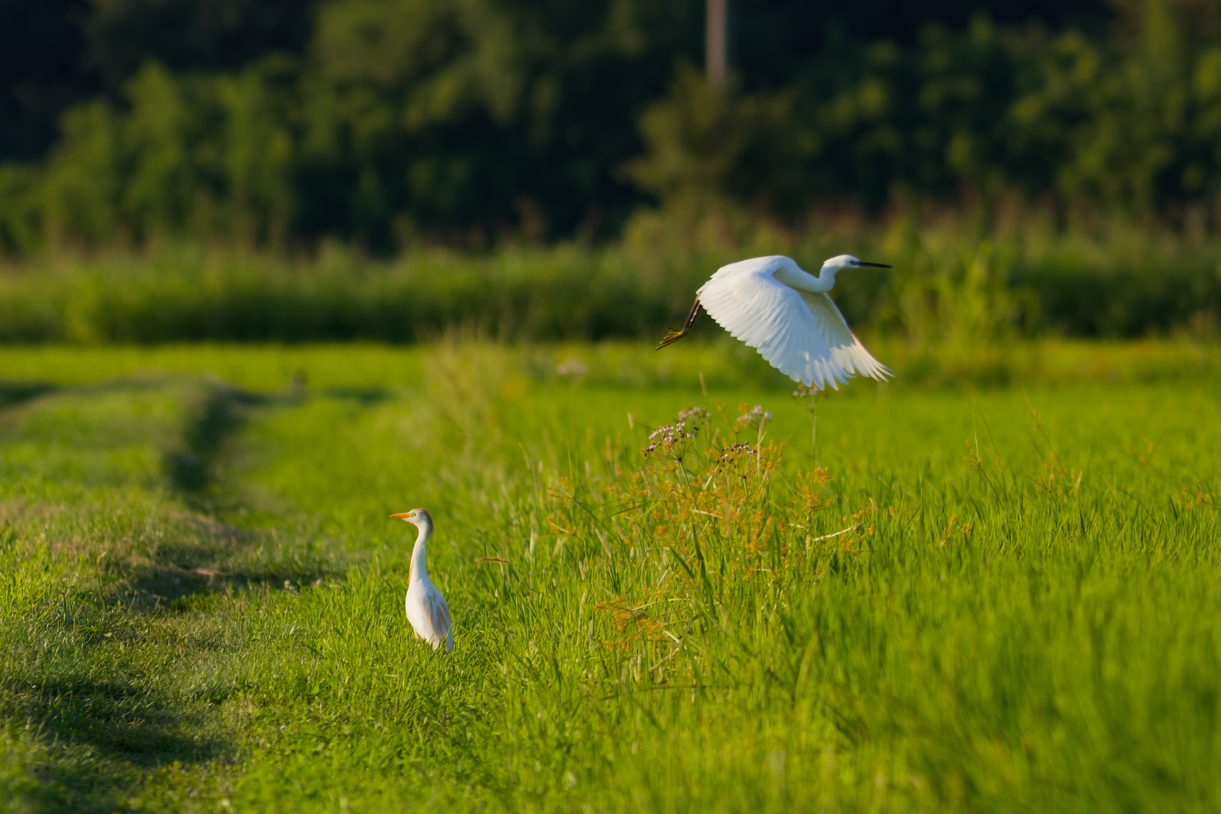 Guardabuoi e Garzetta (Bubulcus ibis · Egretta garzetta)