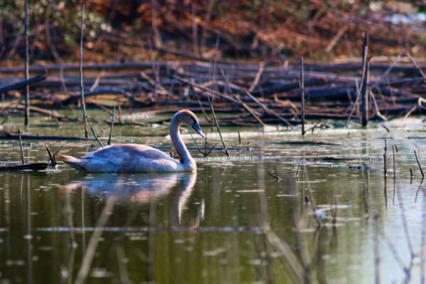 Giovane Cigno Reale (Cygnus olor)