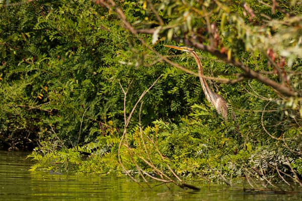 Airone Rosso (Ardea purpurea)