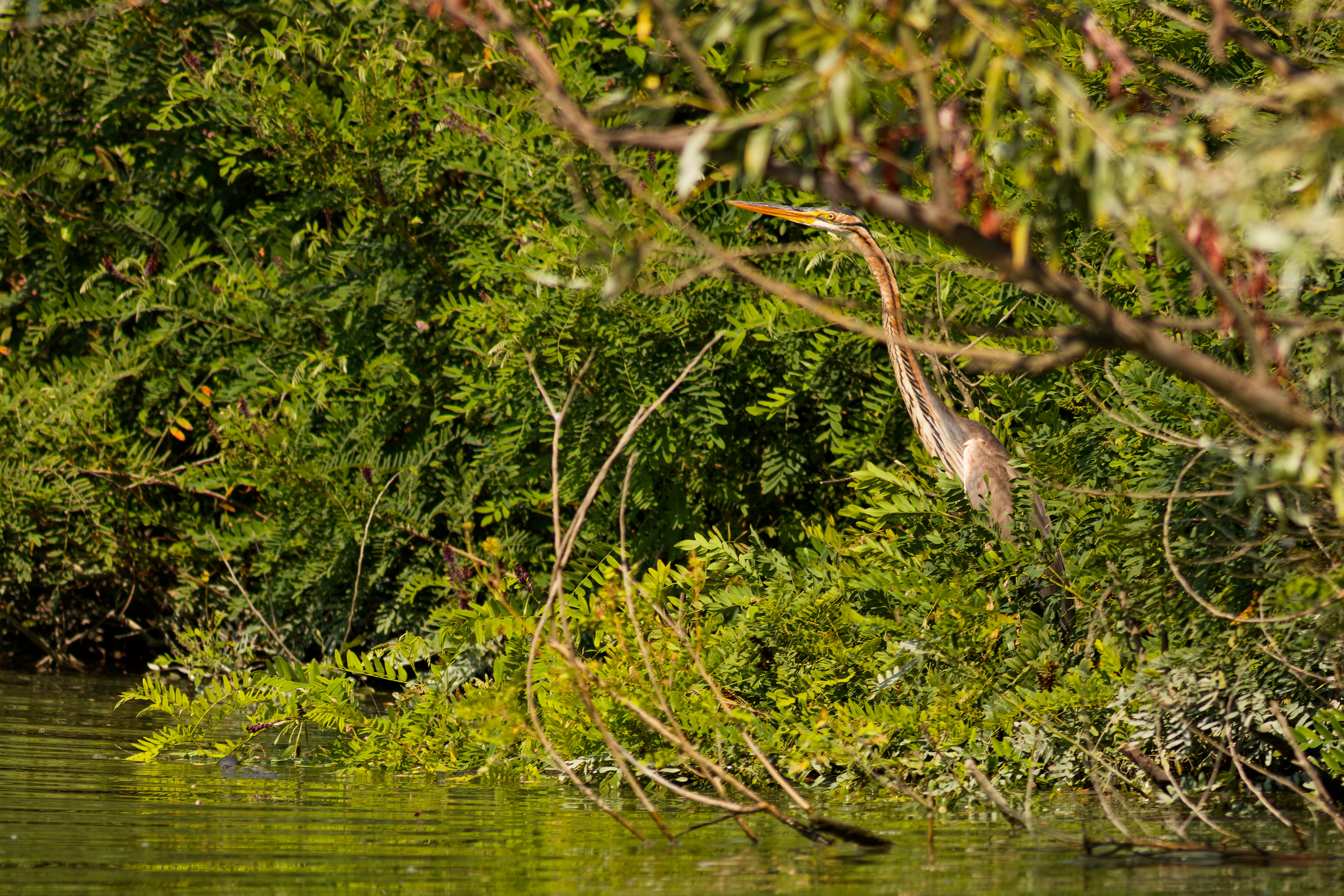 Airone Rosso (Ardea purpurea)