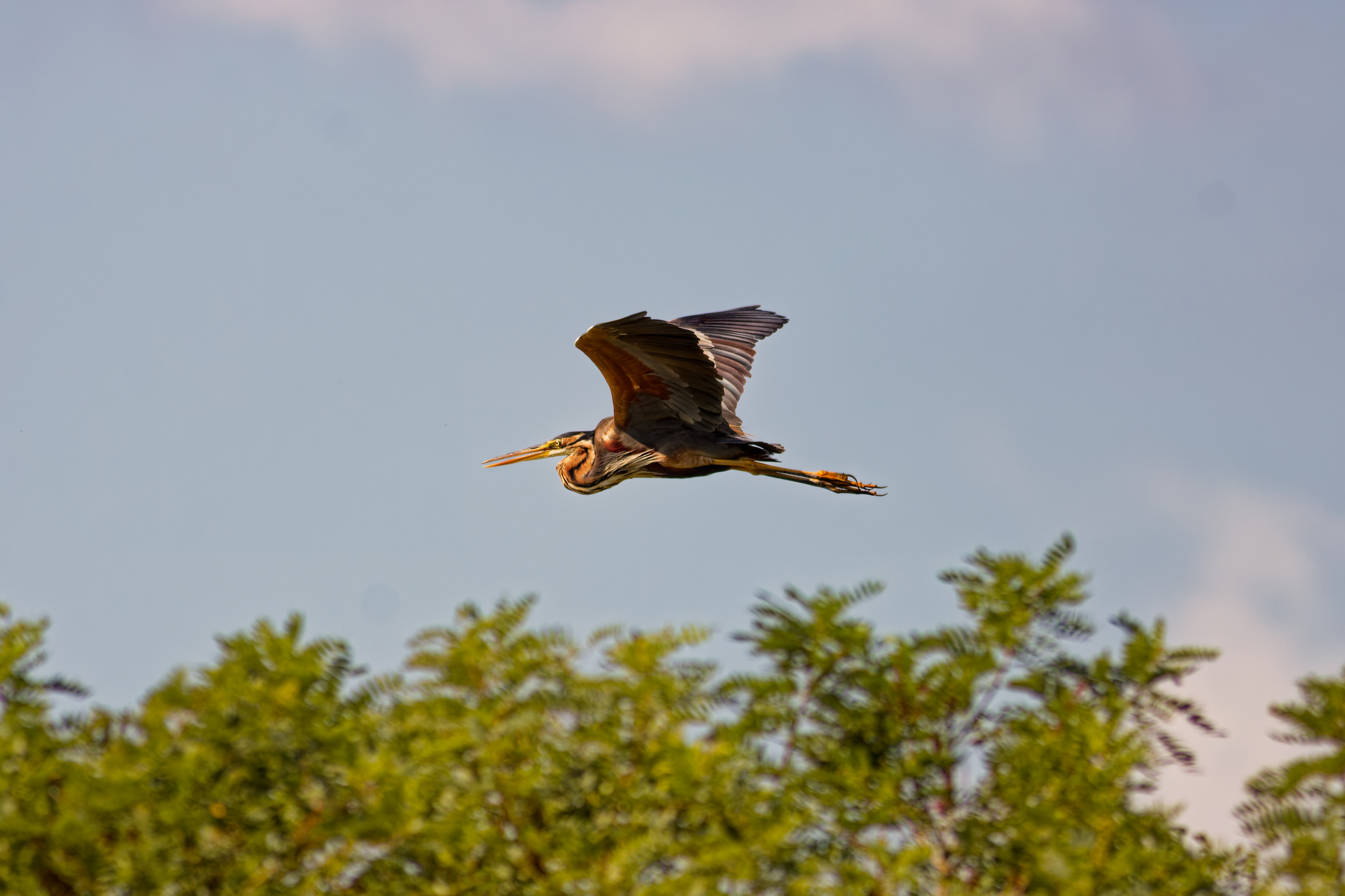 Airone Rosso (Ardea purpurea)