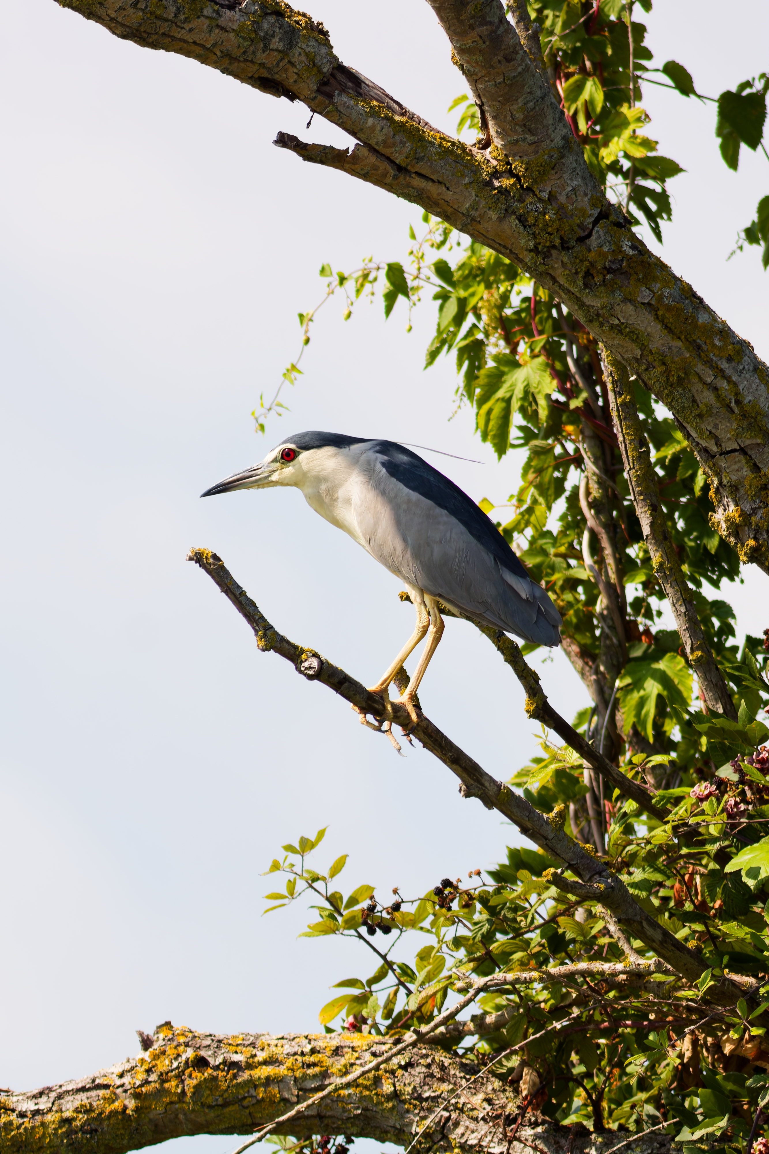 Nitticora (Nycticorax nycticorax)