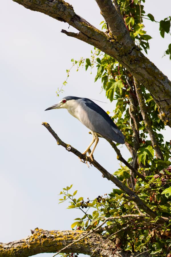 Nitticora (Nycticorax nycticorax)