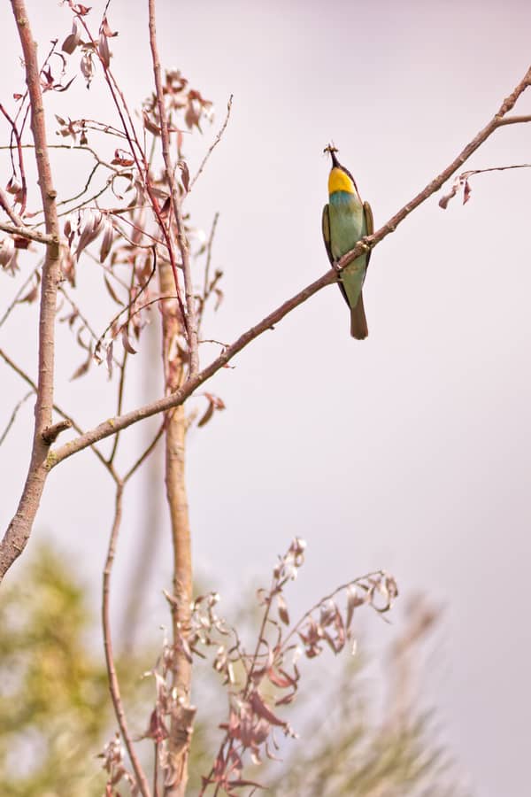 Gruccione (Merops apiaster)