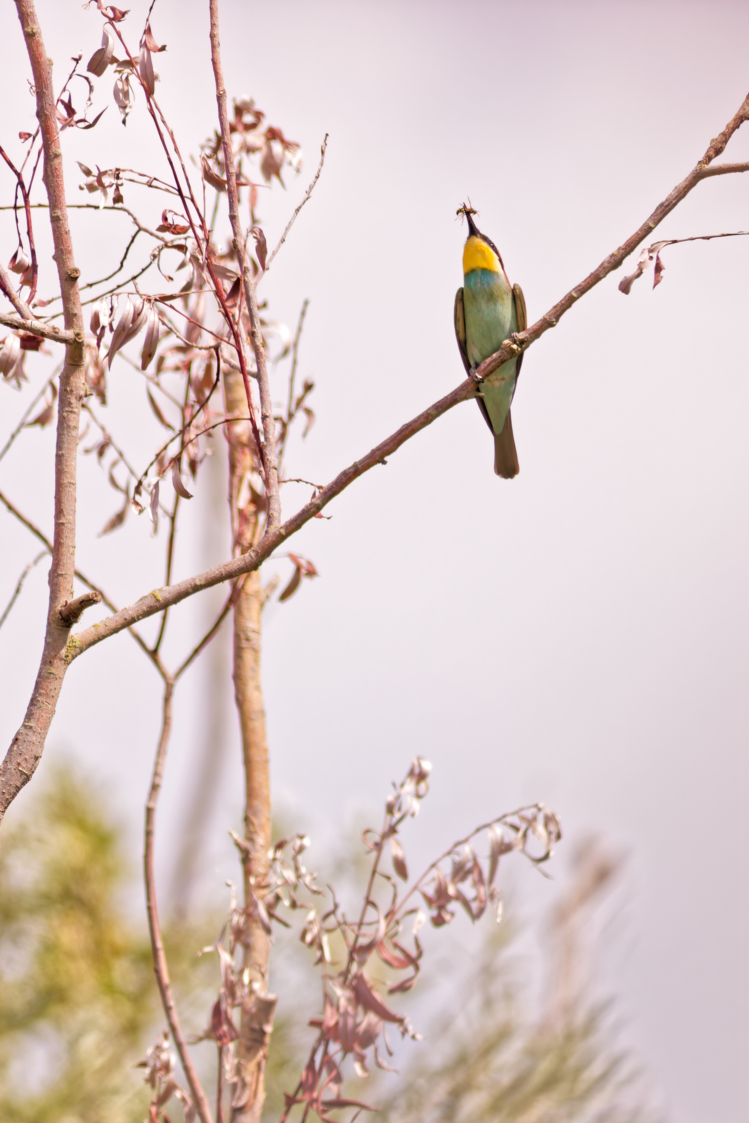 Bee-eater (Merops apiaster)