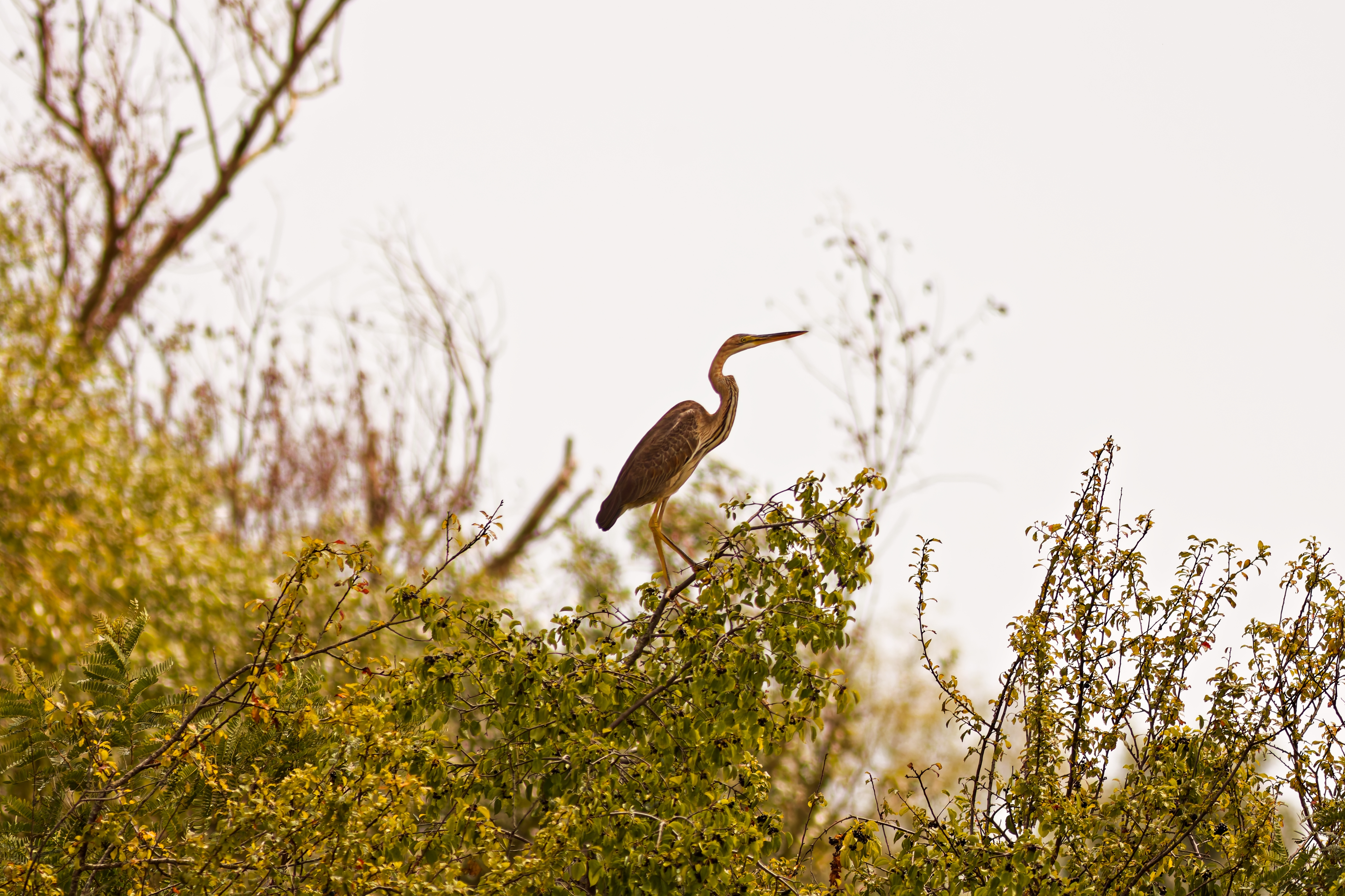 Giovane Airone Rosso (Ardea purpurea)