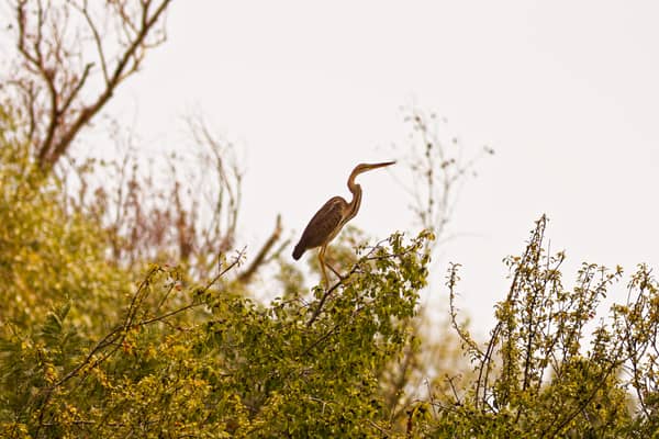 Giovane Airone Rosso (Ardea purpurea)