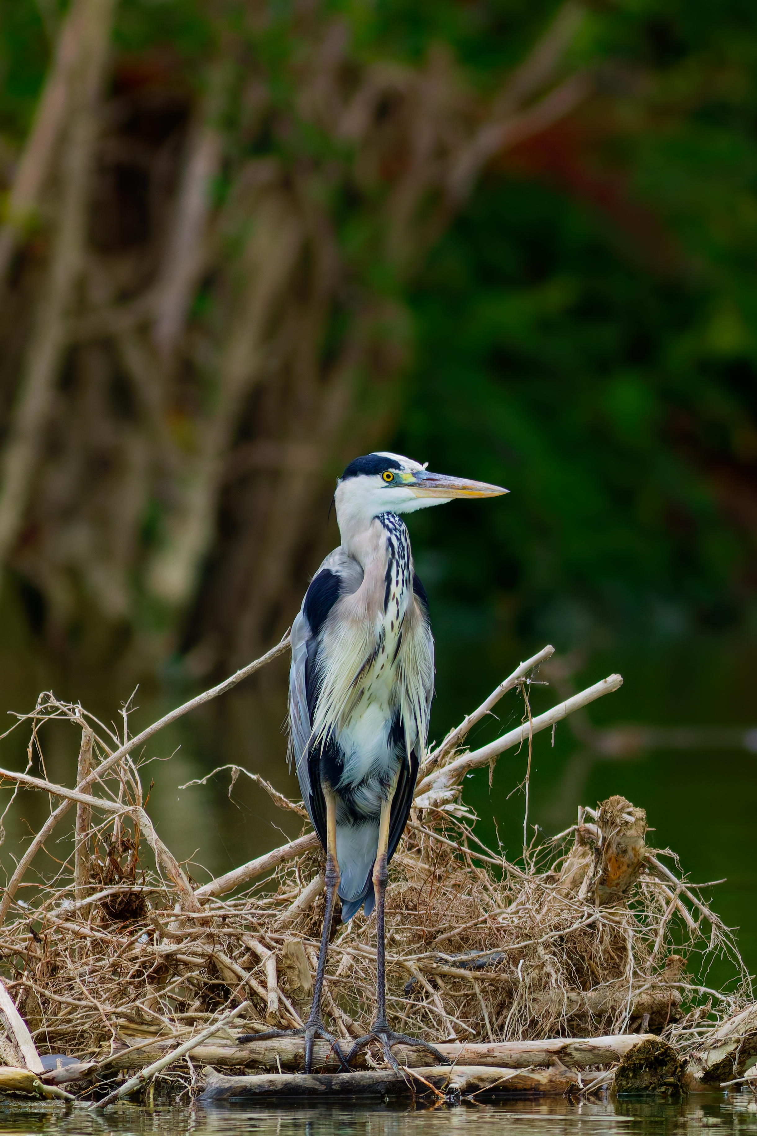 Airone Cenerino (Ardea cinerea)