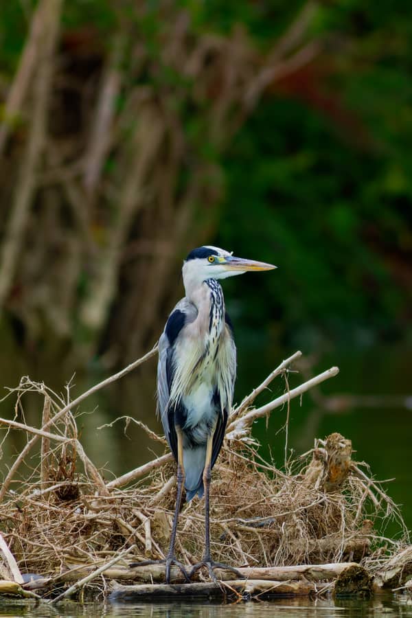 Airone Cenerino (Ardea cinerea)