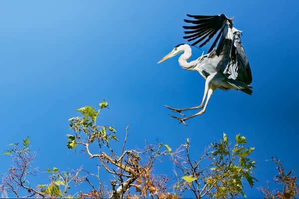 Airone Cenerino (Ardea cinerea)