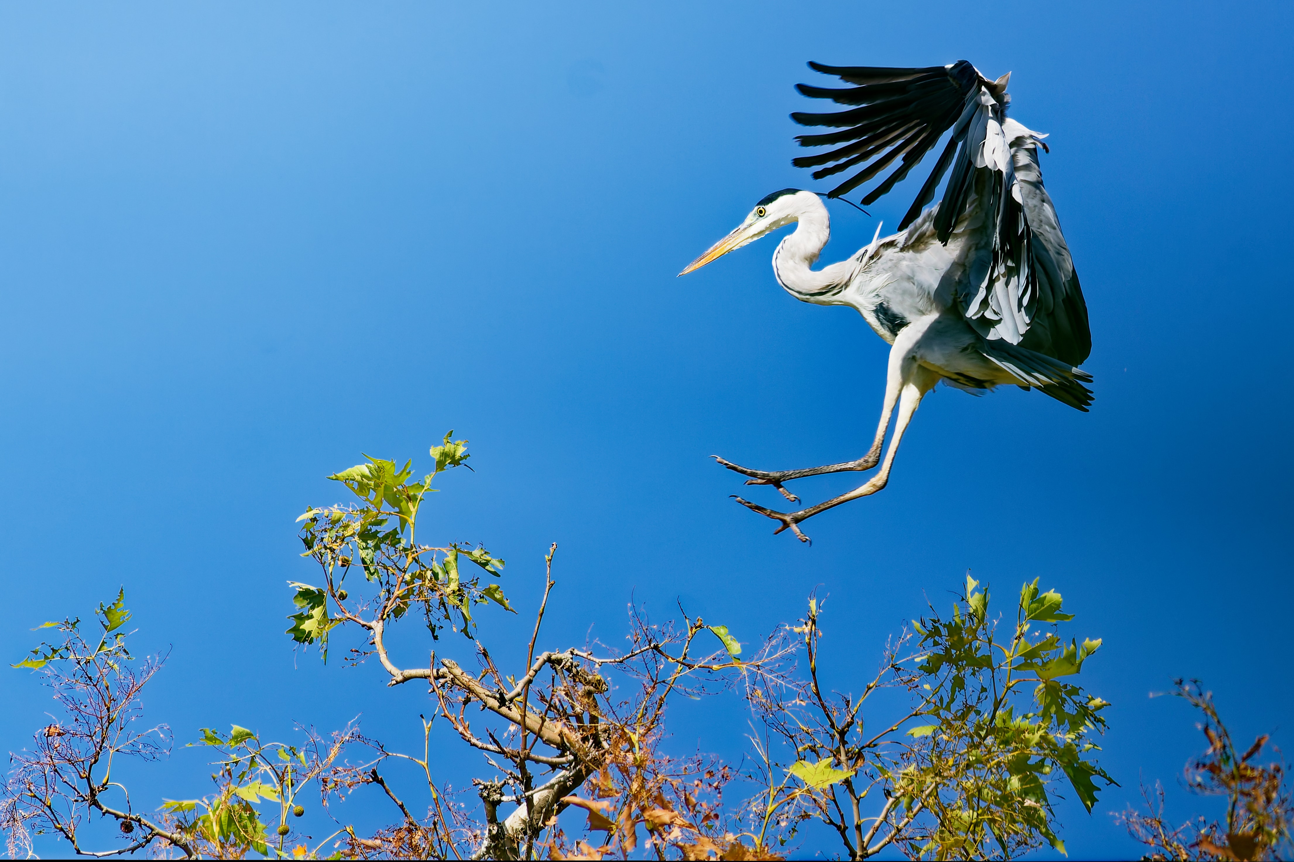 Airone Cenerino (Ardea cinerea)