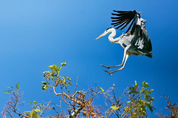 Grey Heron (Ardea cinerea)