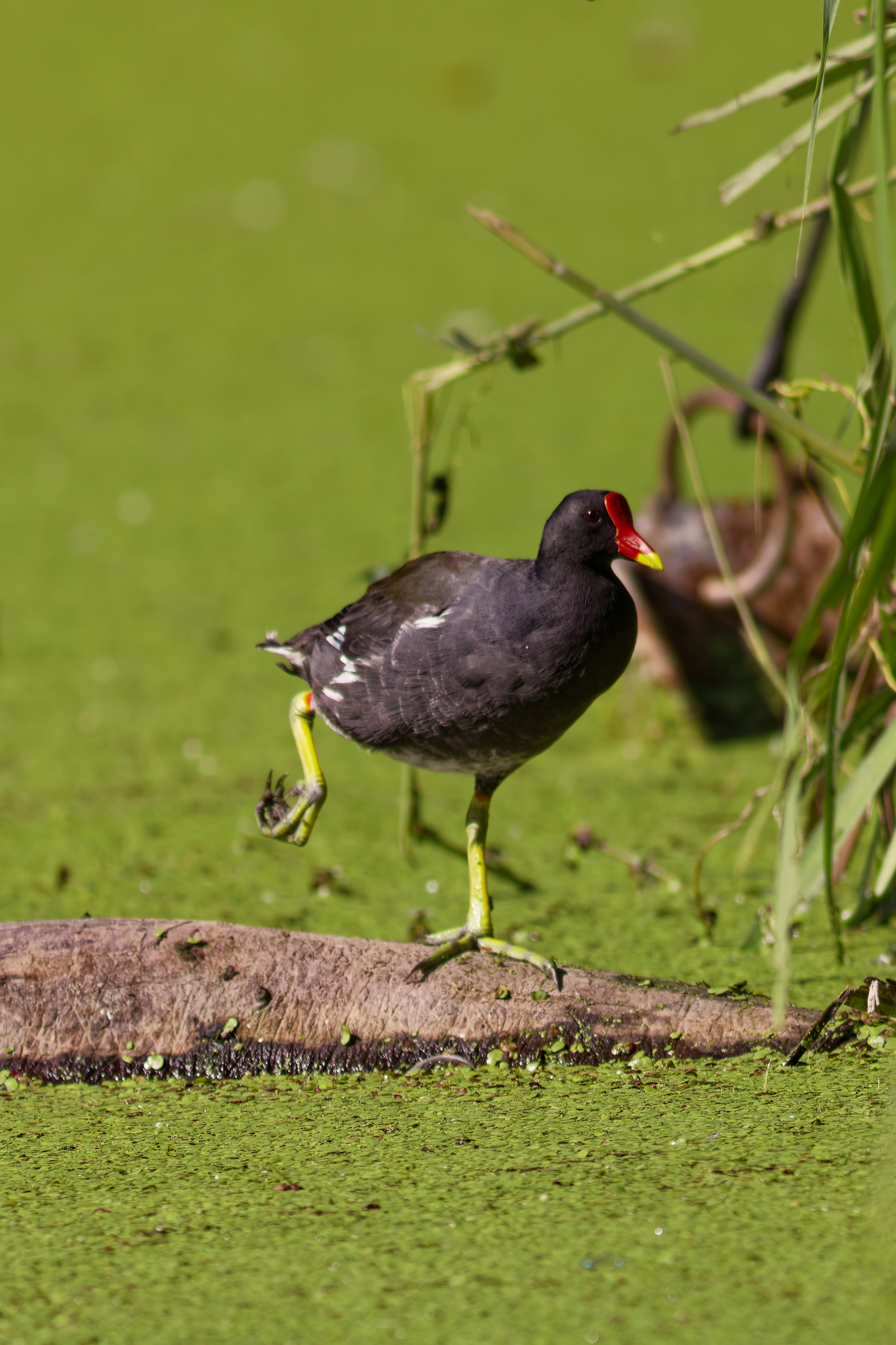 Gallinella d'acqua (Gallinula chloropus)