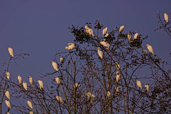 Aironi Guardabuoi (Bubulcus ibis)