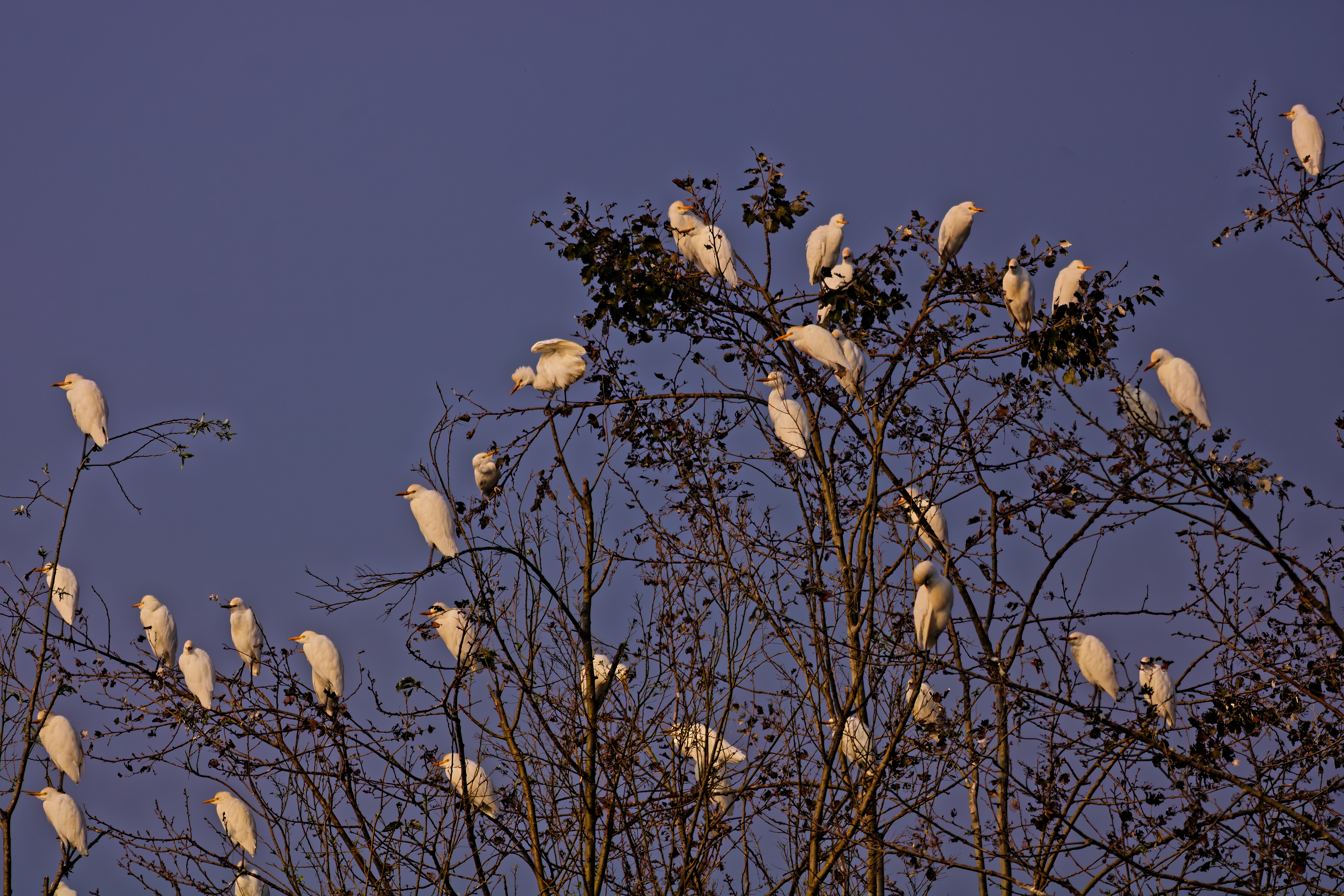Cattle Egrets (Bubulcus ibis)