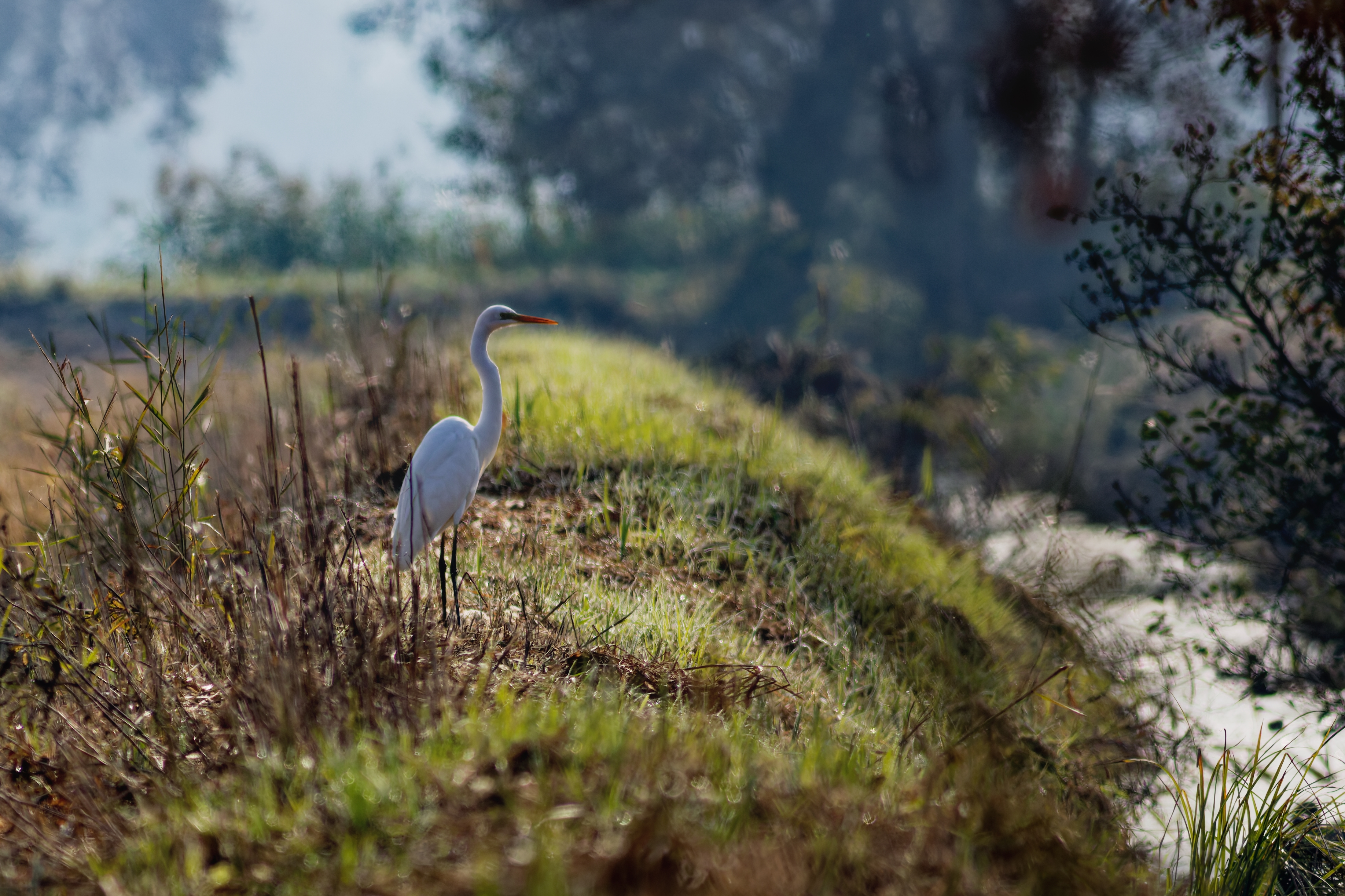 Airone Bianco Maggiore (Ardea alba)