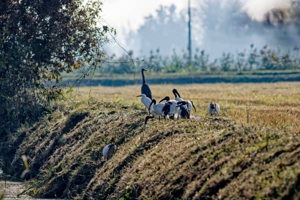 Cenerino e Ibis Sacro (Ardea cinerea · Threskiornis aethiopicus)