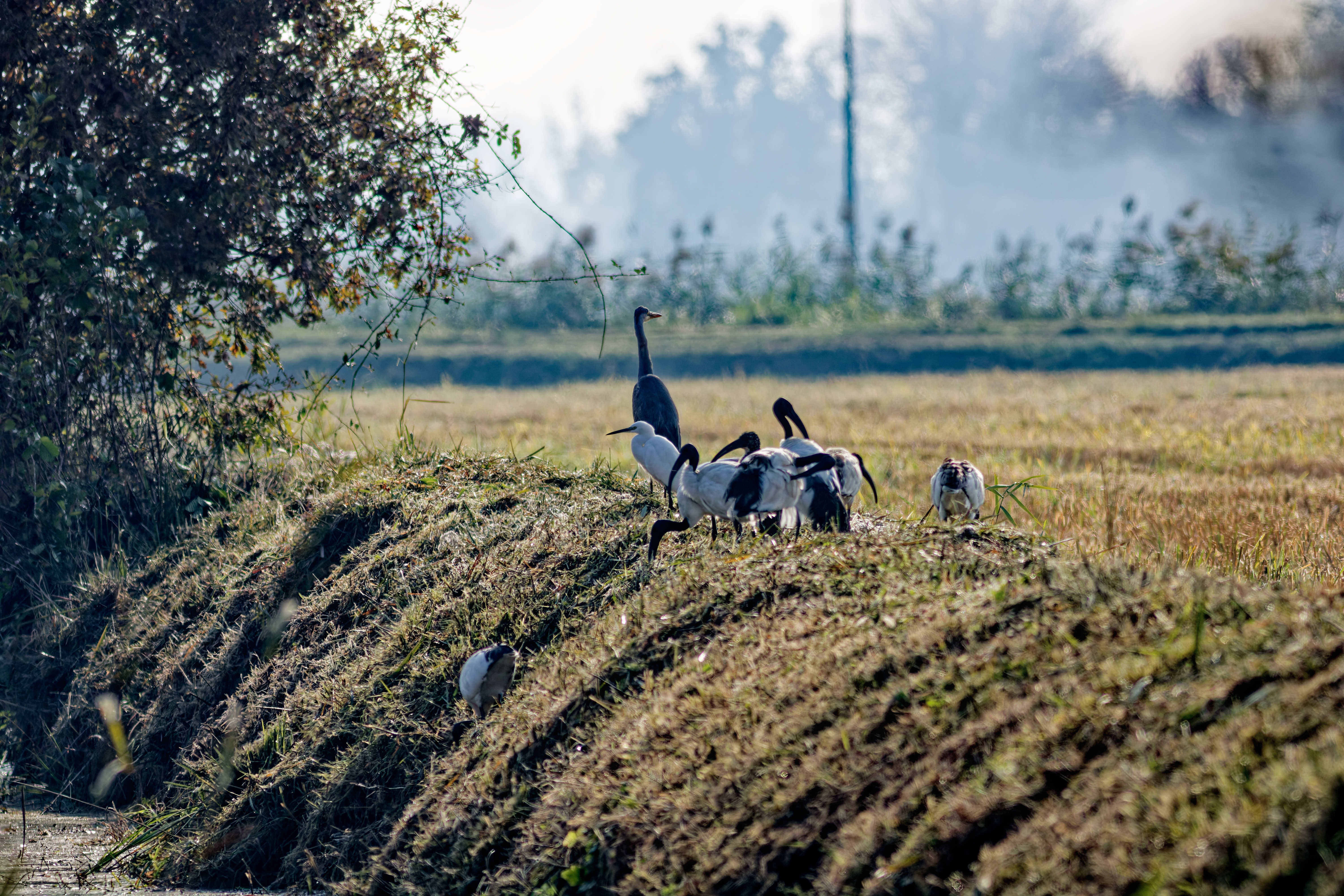 Cenerino e Ibis Sacro (Ardea cinerea · Threskiornis aethiopicus)