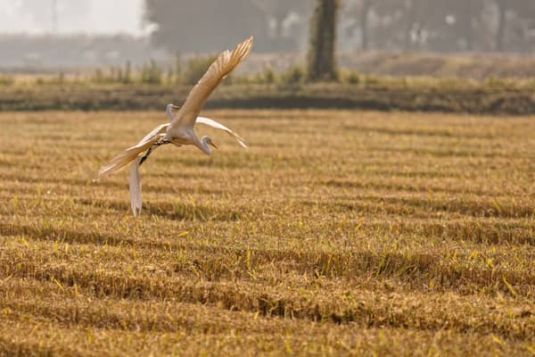 Aironi Bianchi Maggiori (Ardea alba)