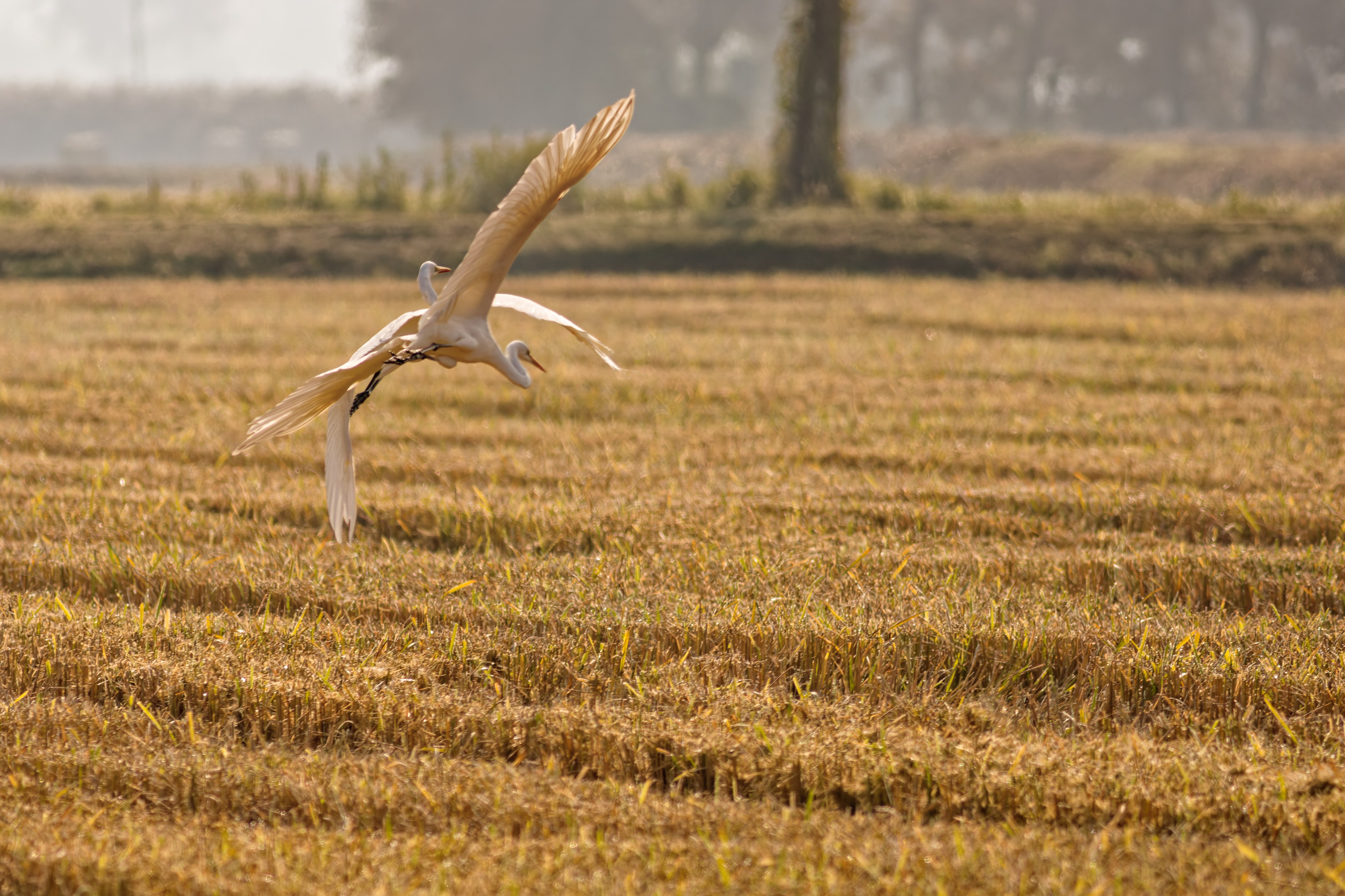 Aironi Bianchi Maggiori (Ardea alba)