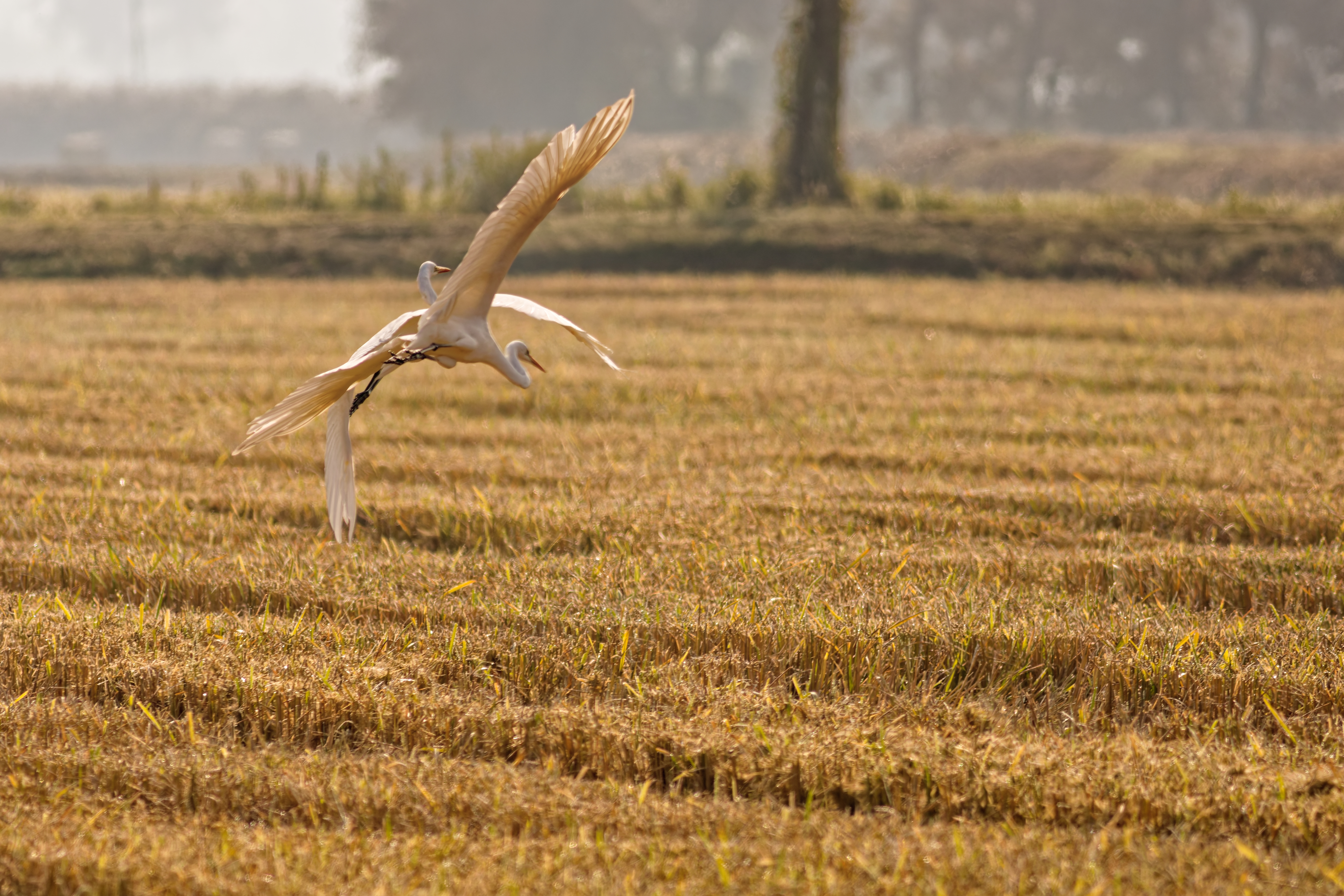 Aironi Bianchi Maggiori (Ardea alba)