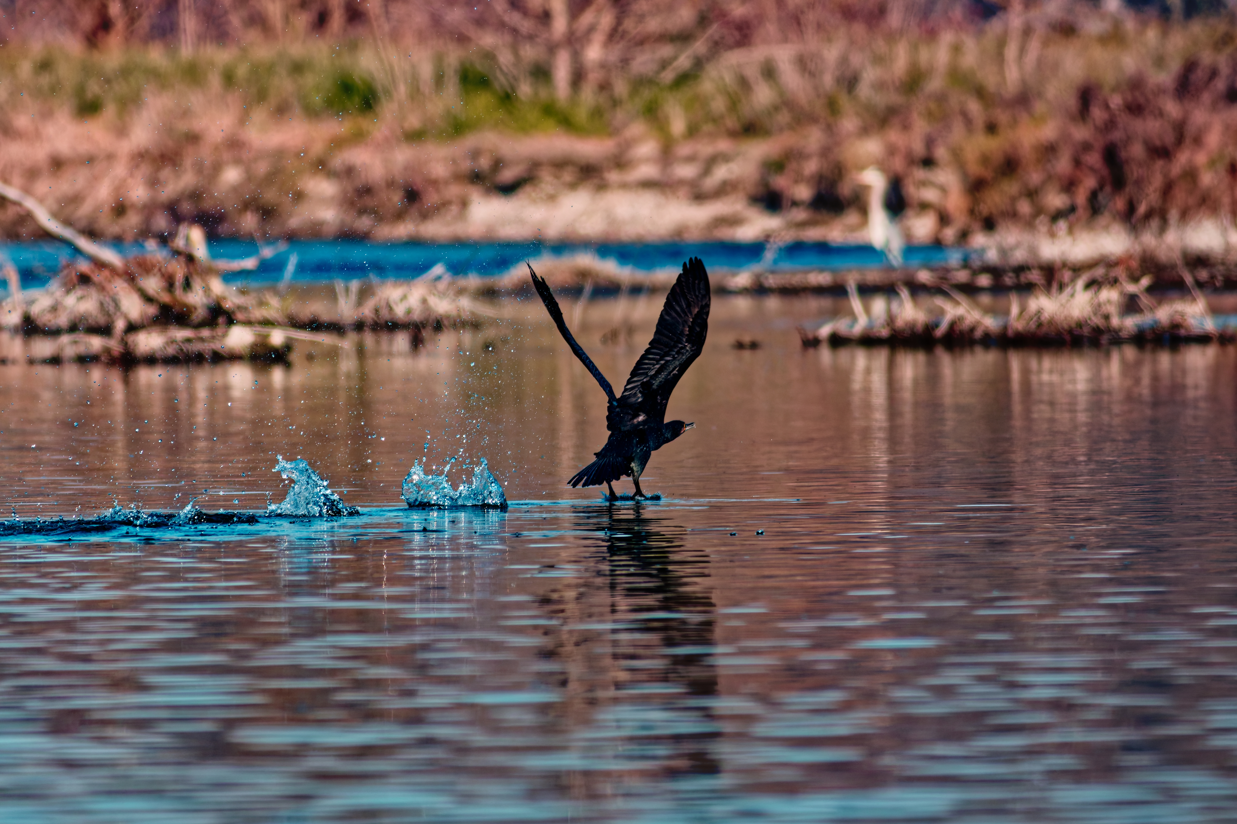 Cormorano (Phalacrocorax carbo)