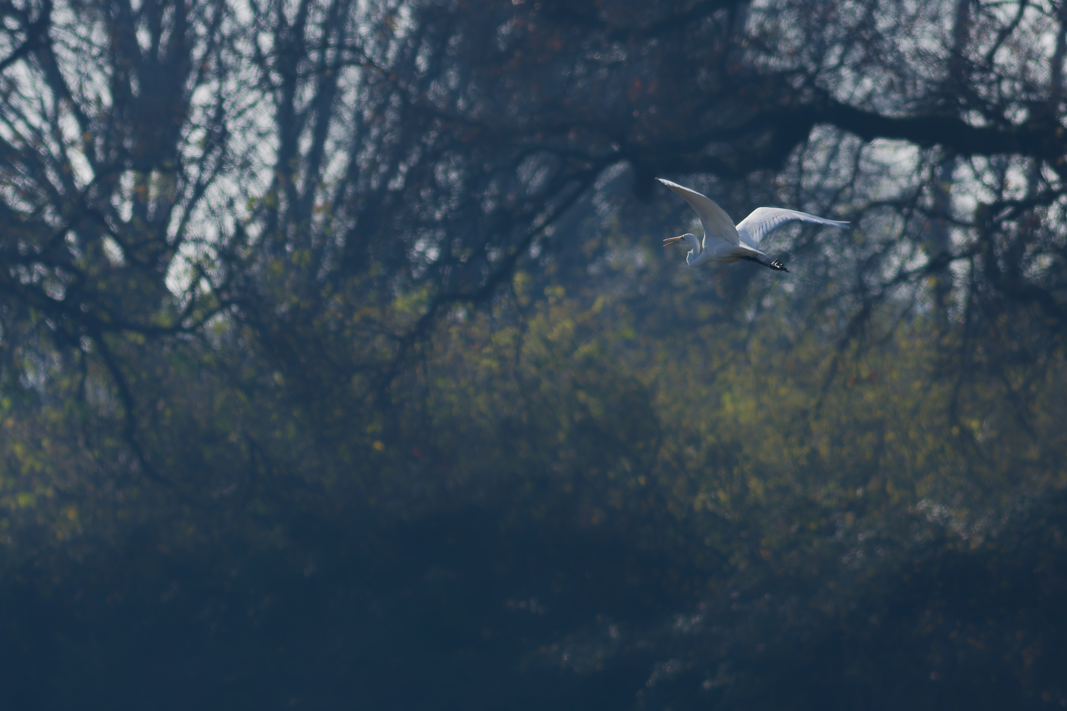 Great Egret (Ardea alba)