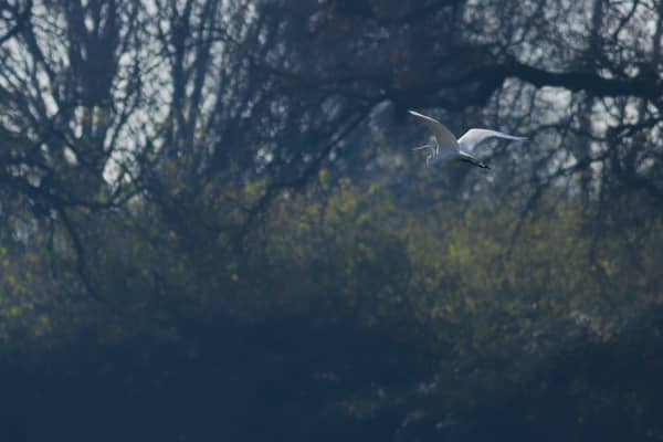 Airone Bianco Maggiore (Ardea alba)