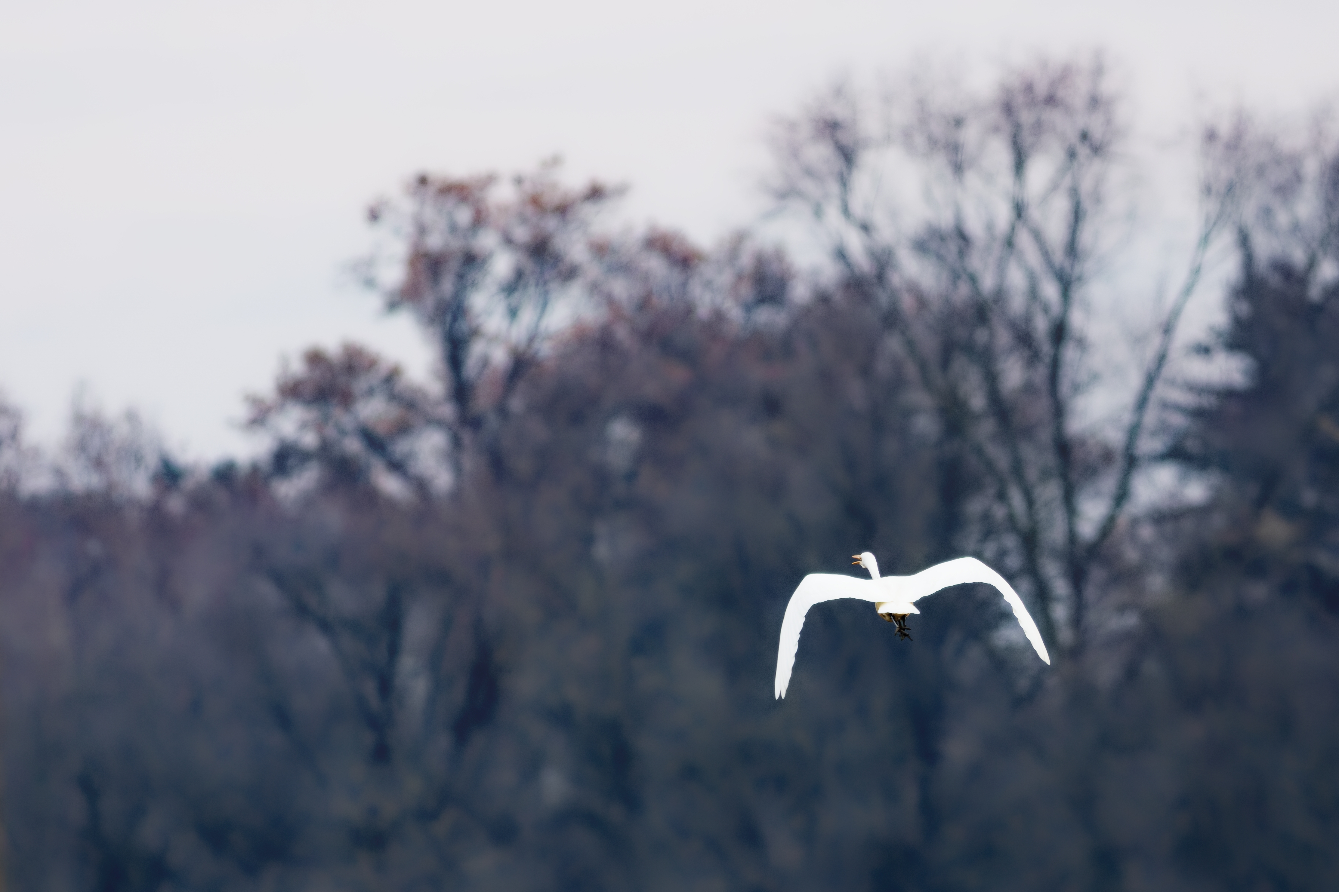 Great Egret (Ardea alba)