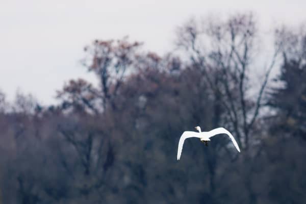Airone Bianco Maggiore (Ardea alba)