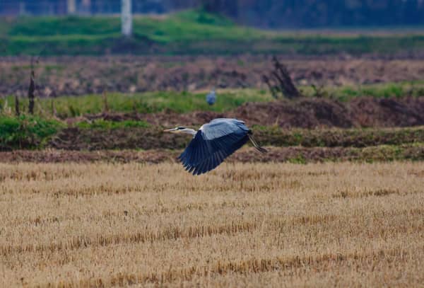 Airone Cenerino (Ardea cinerea)