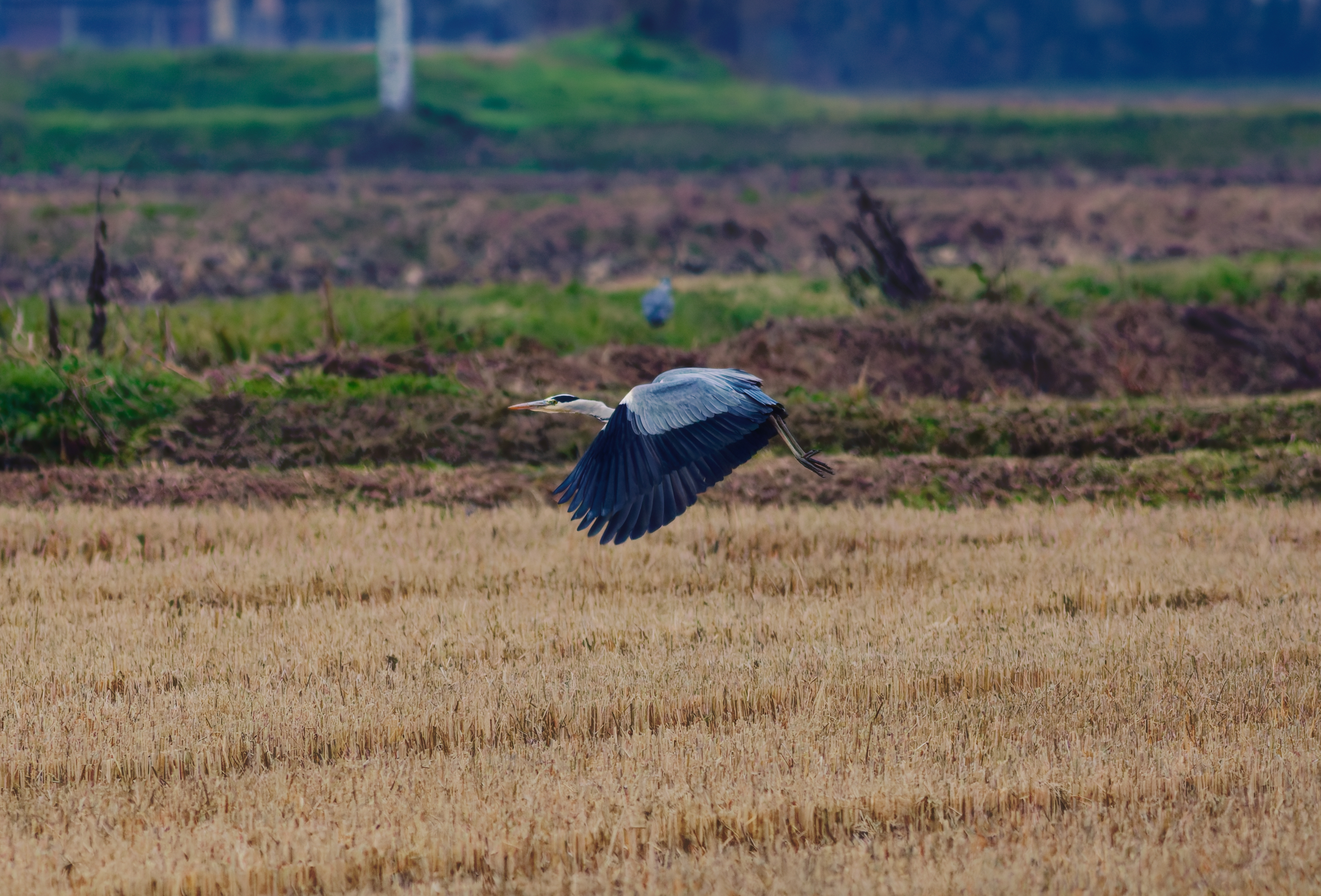 Airone Cenerino (Ardea cinerea)