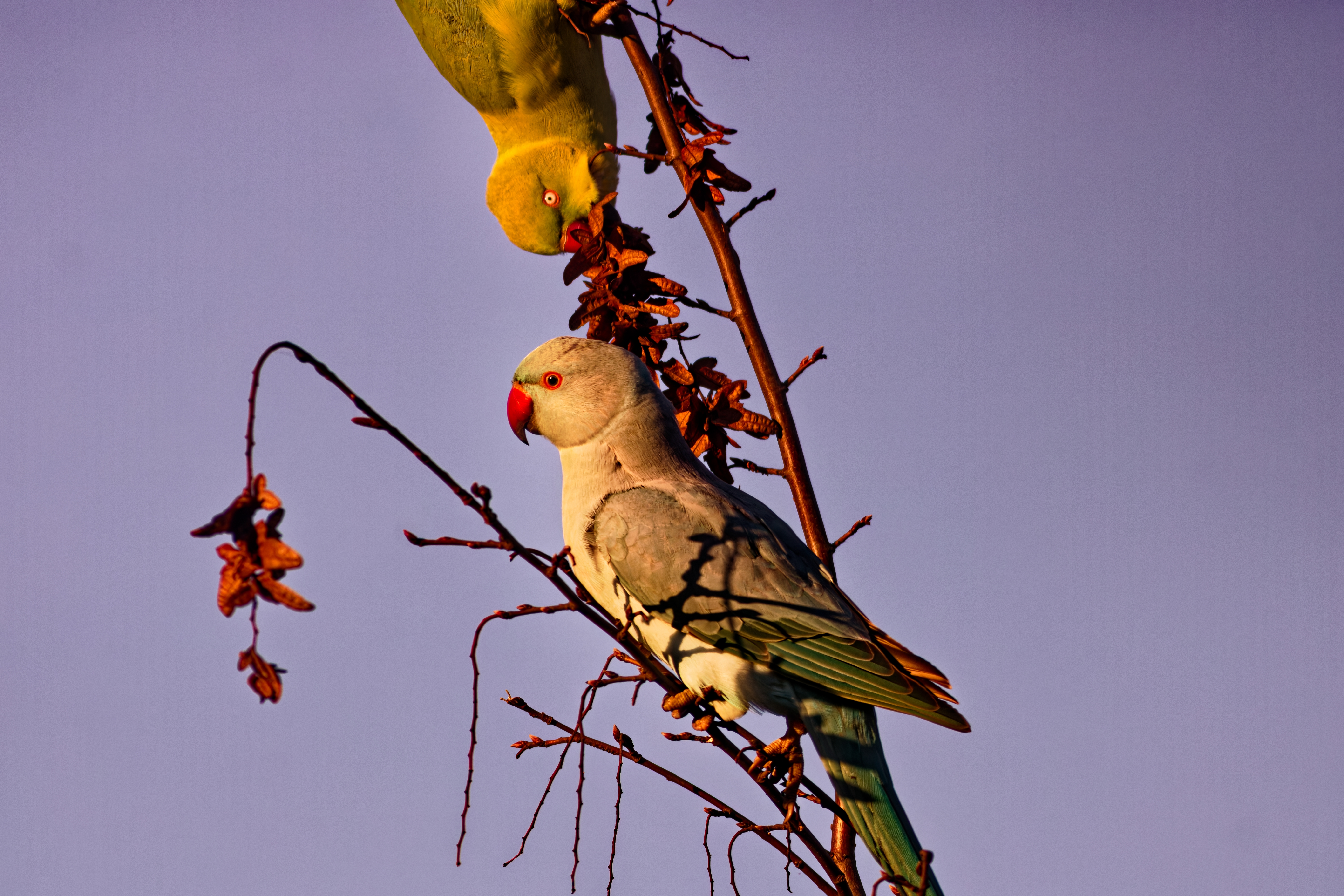 Parrocchetti (Psittacula krameri)