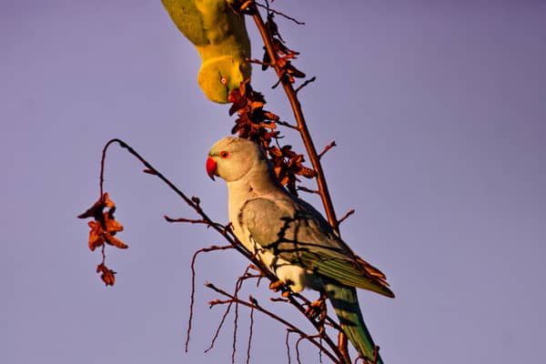 Parrocchetti (Psittacula krameri)