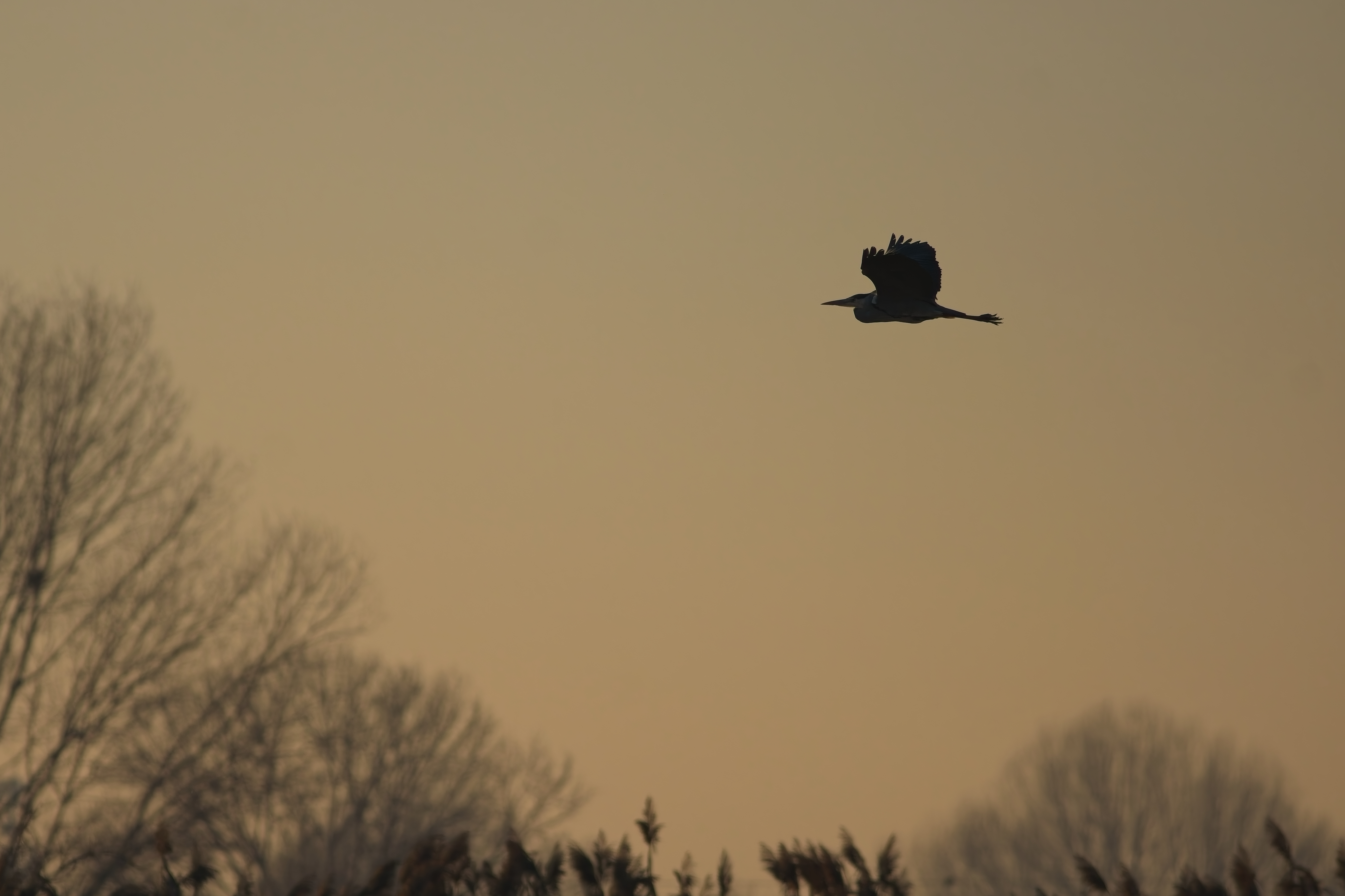Airone Cenerino (Ardea cinerea)