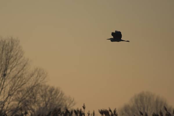 Airone Cenerino (Ardea cinerea)